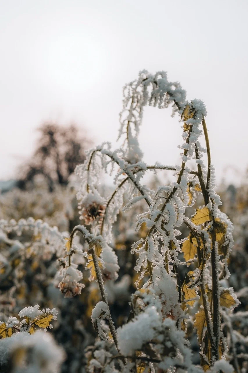 Groß (ATN07796).jpeg