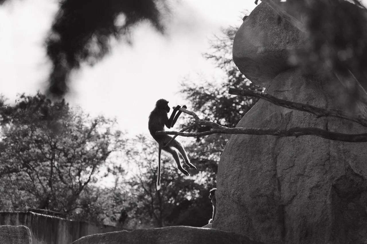 Groß (_2316264).jpeg