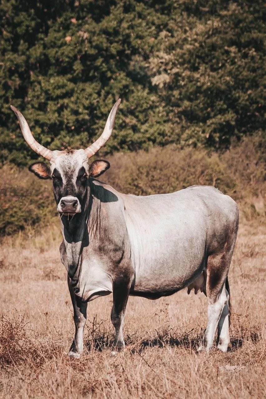 Groß (1E75E73B-3AB5-4689-B7A9-D7E6F5929ED3).jpeg