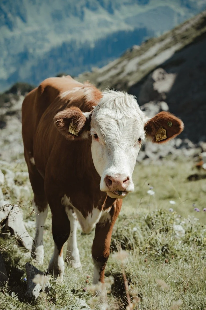 Groß (_2312912).jpeg