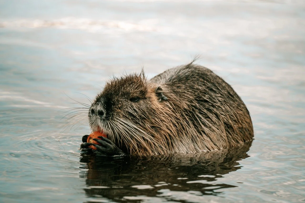 Groß (23109515).jpeg