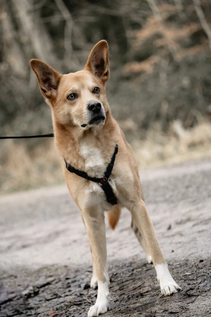 Groß (ATN08027).jpeg