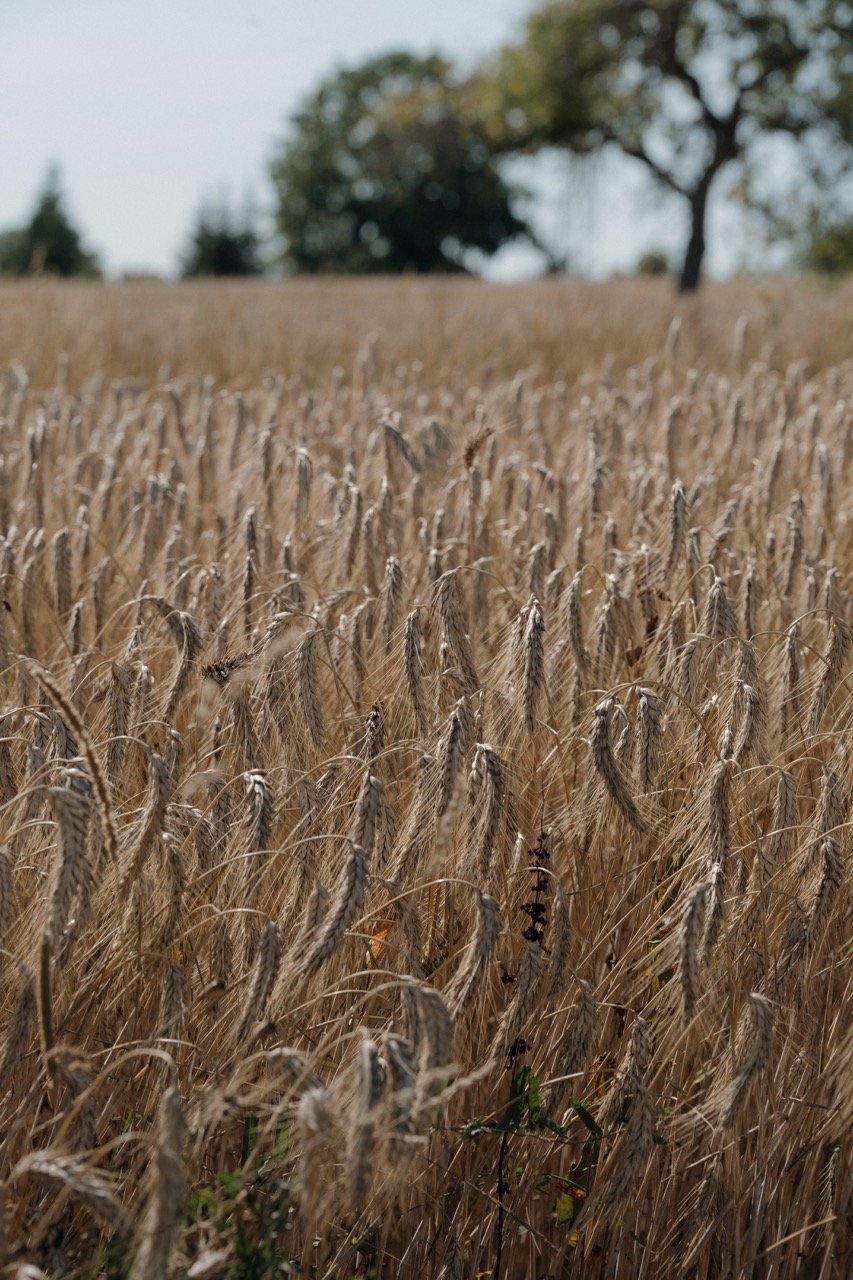 Groß (09-34-26).jpeg