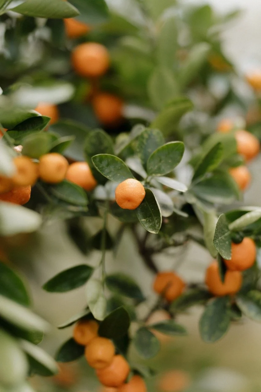 Groß (_2316155).jpeg