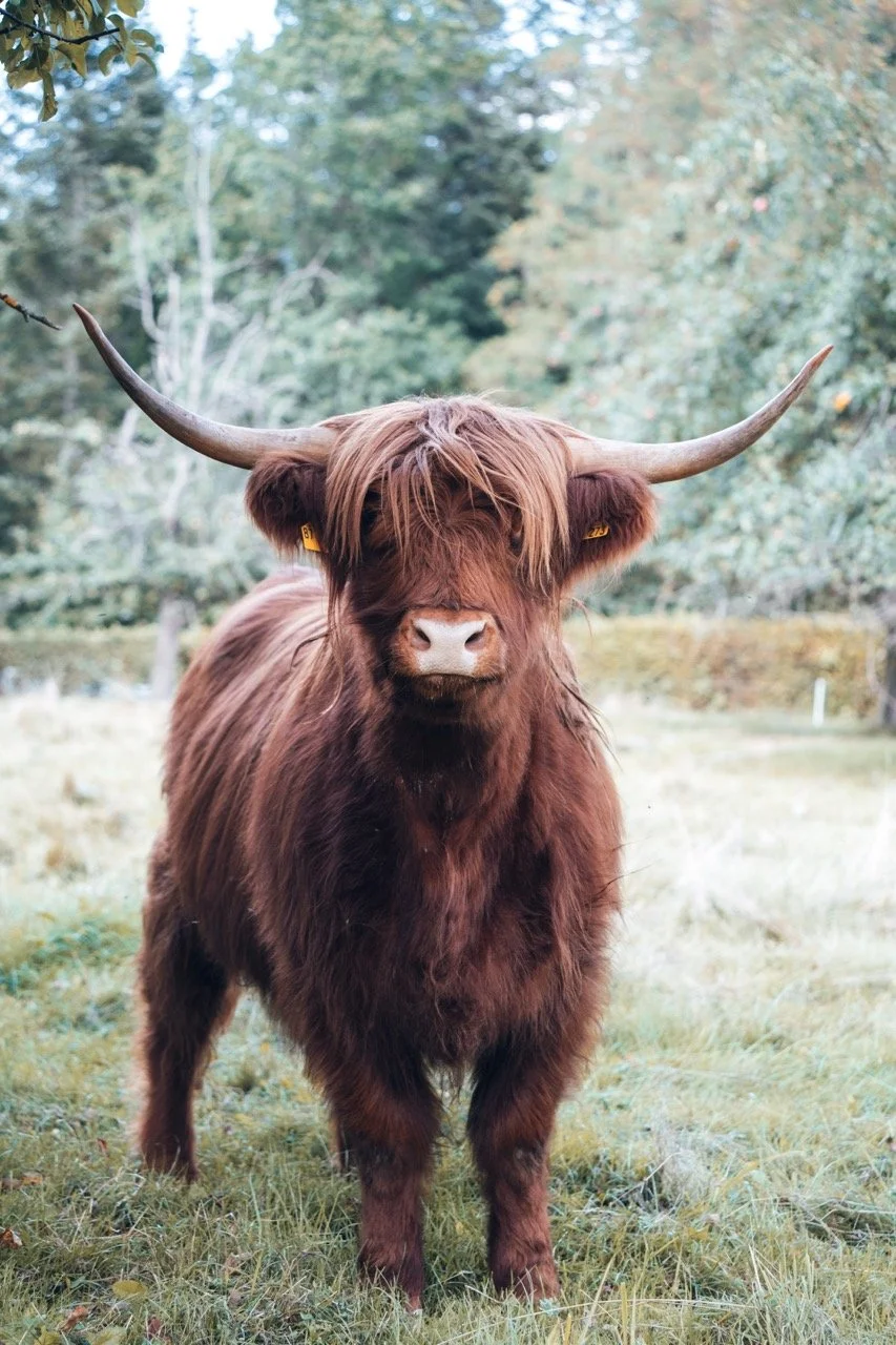 Groß (23100852).jpeg