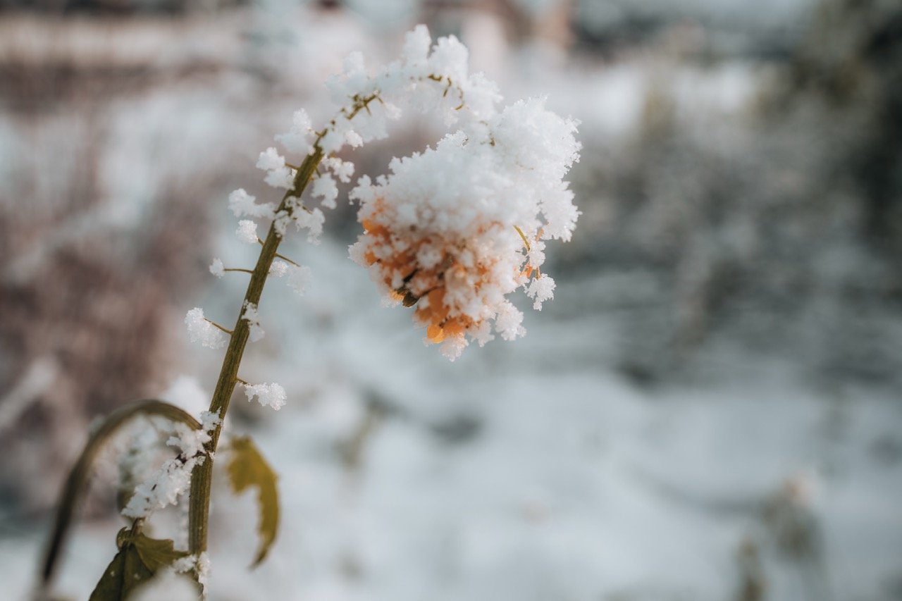 Groß (ATN07803).jpeg