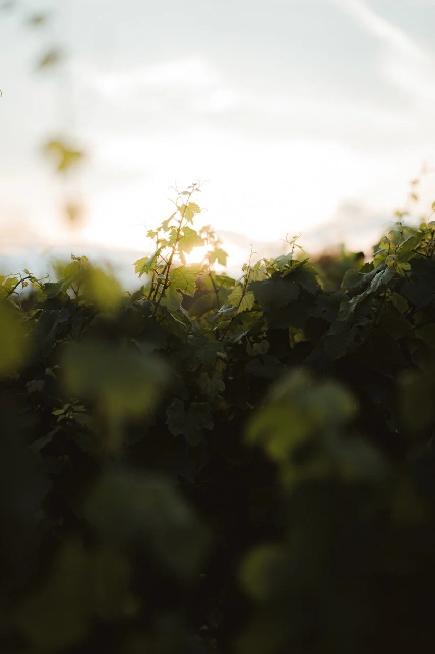 Groß (_2318301).jpeg