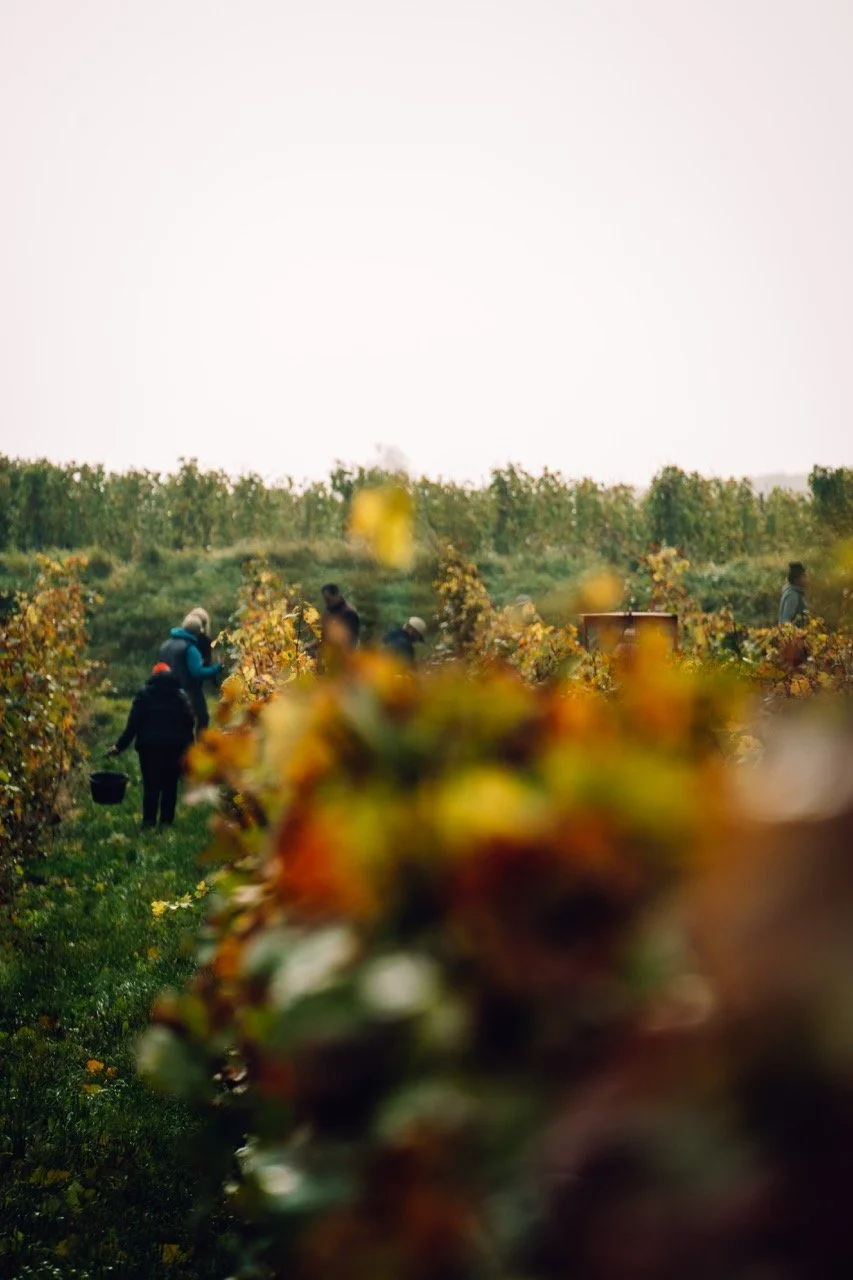 Groß (AMT02909).jpeg