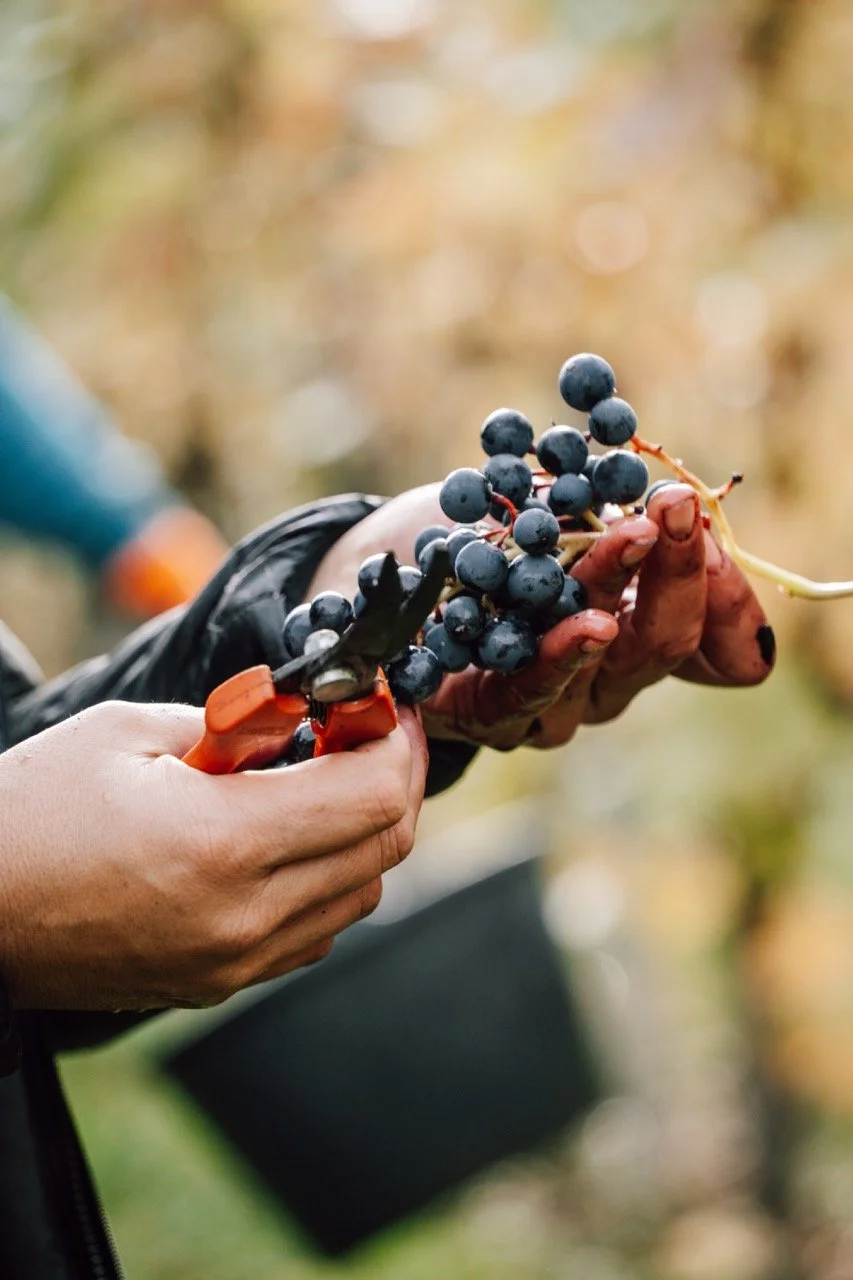 Groß (AMT02911).jpeg