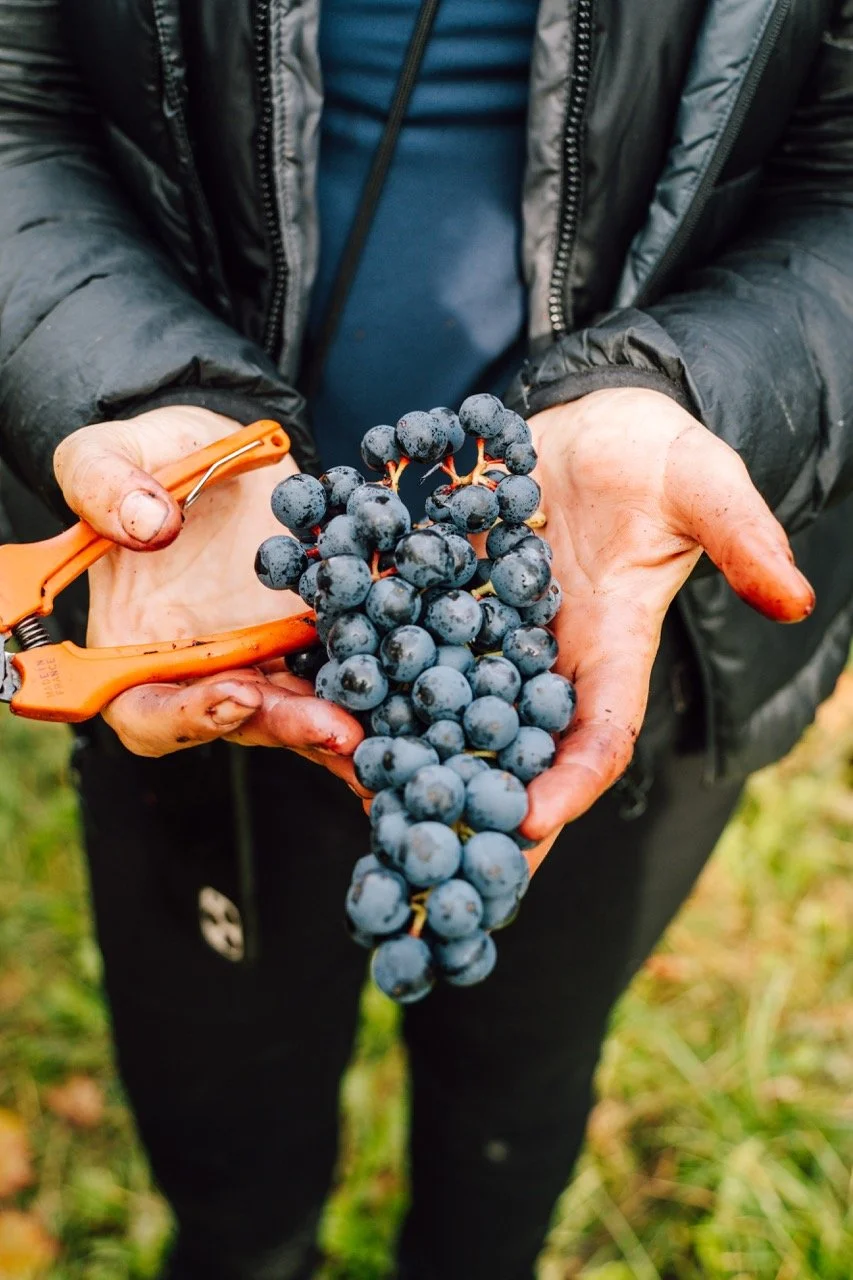 Groß (AMT02918).jpeg