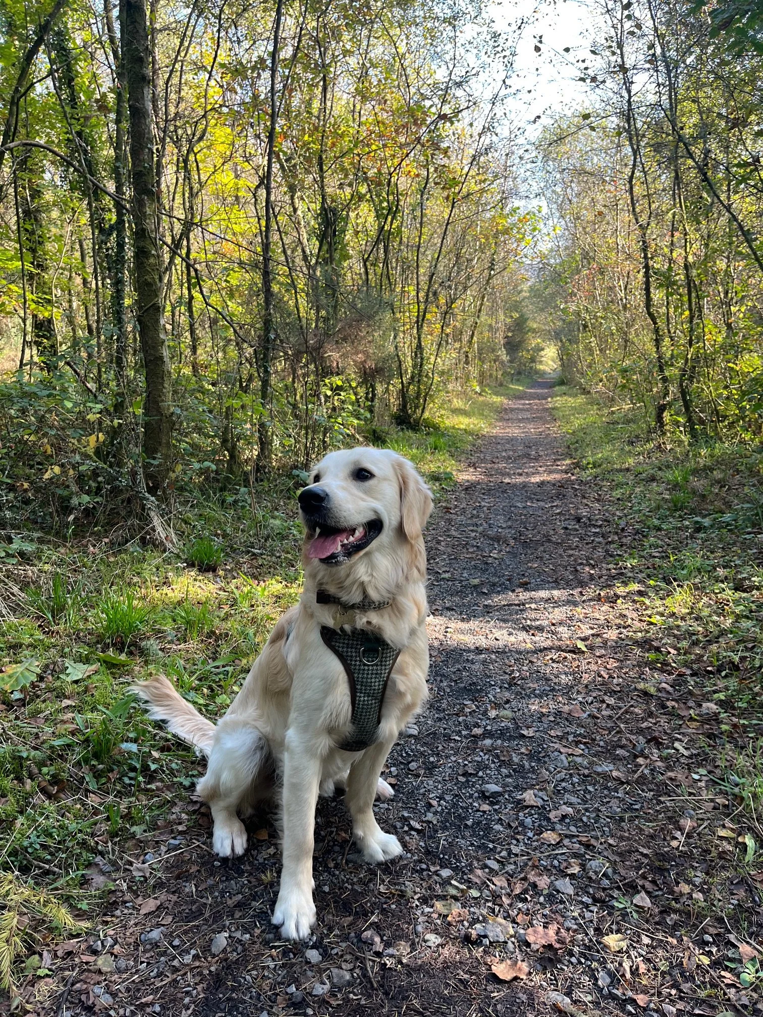 A happy Golden Retriever, studio dog