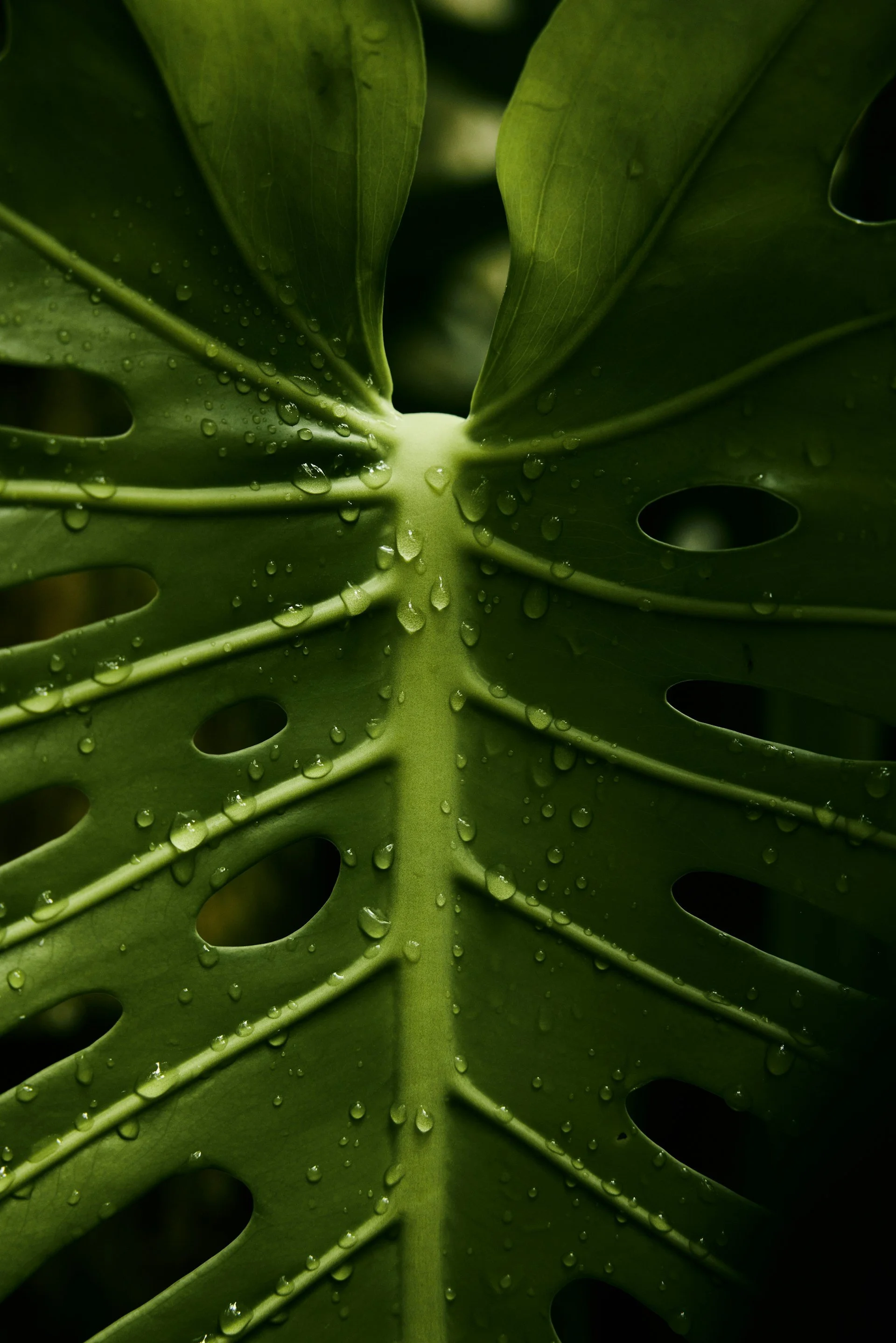 Close-up of a green Monstera leaf with water droplets on its surface.