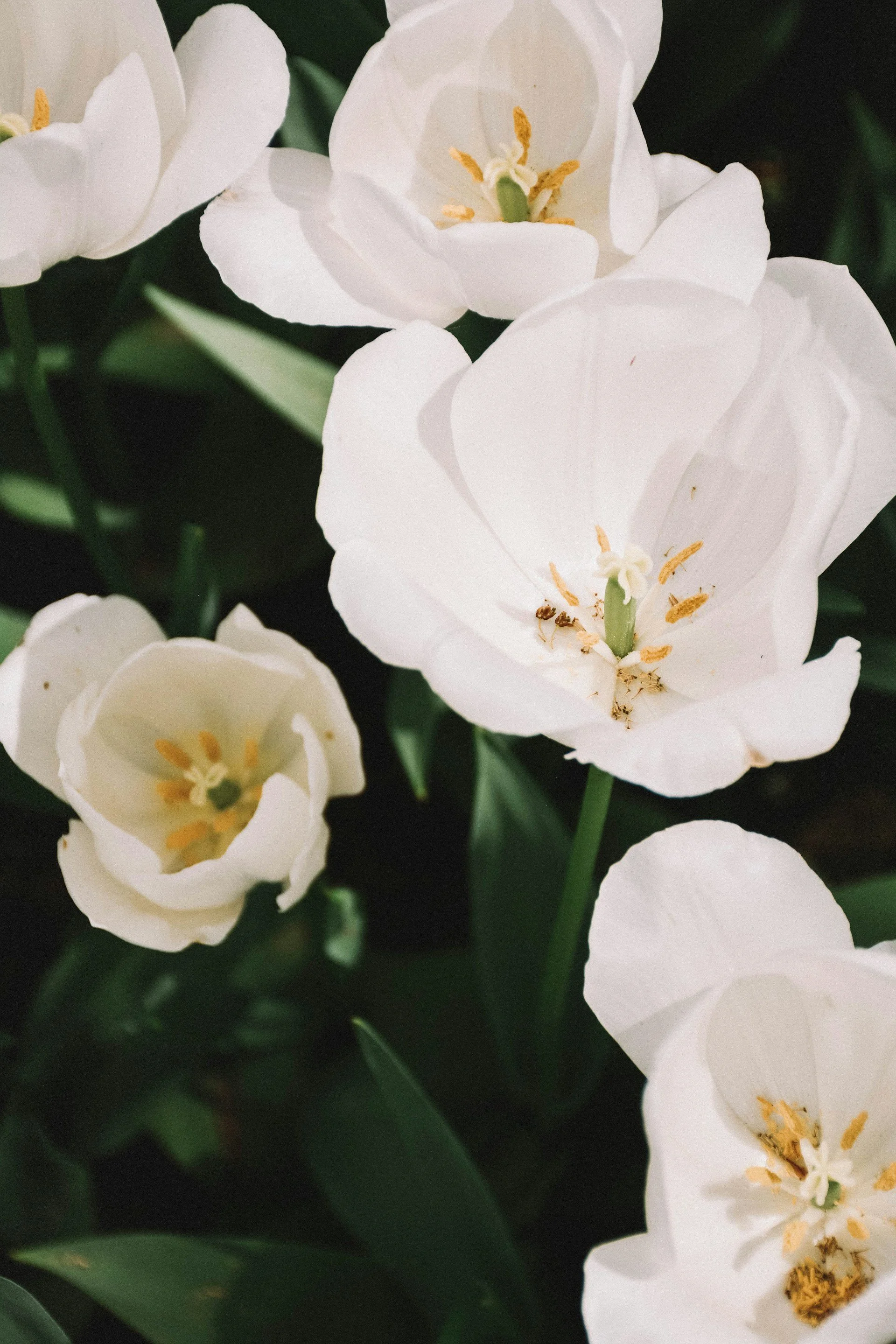 Close-up of white flowers with yellow stamen and green leaves.
