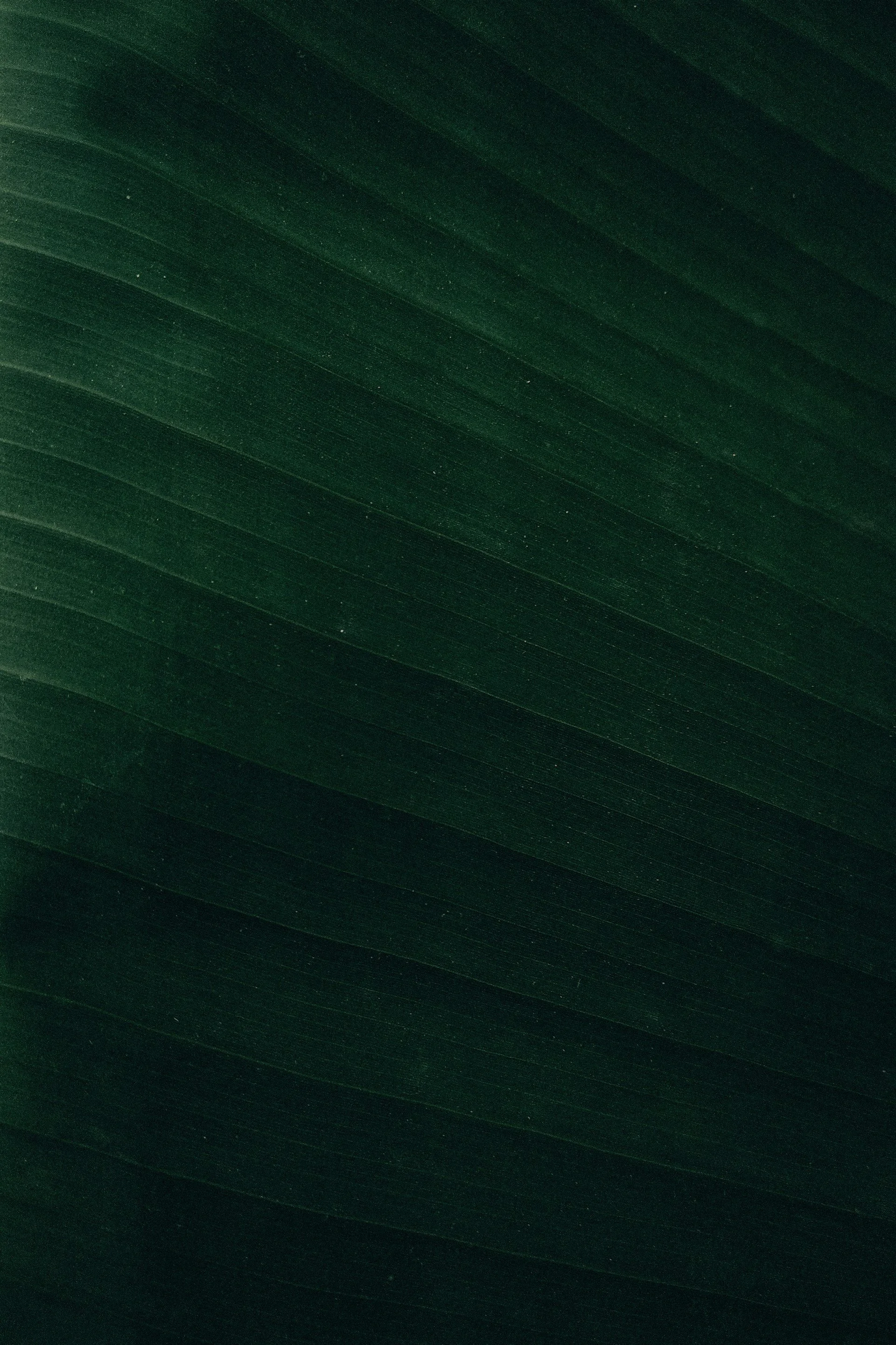 Close-up of a dark green leaf with parallel veins.