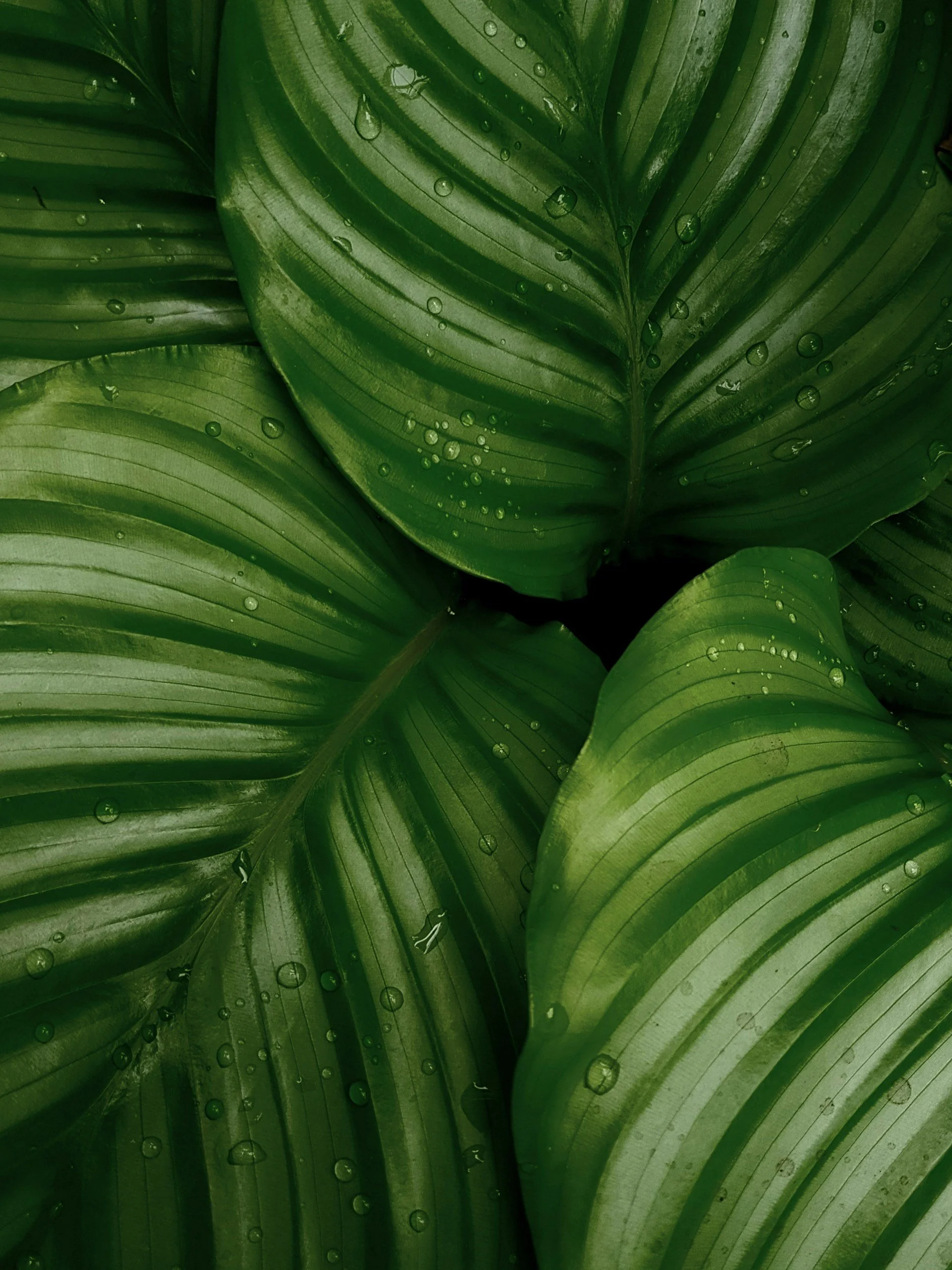 Close-up of green tropical leaves with water droplets on their surface.