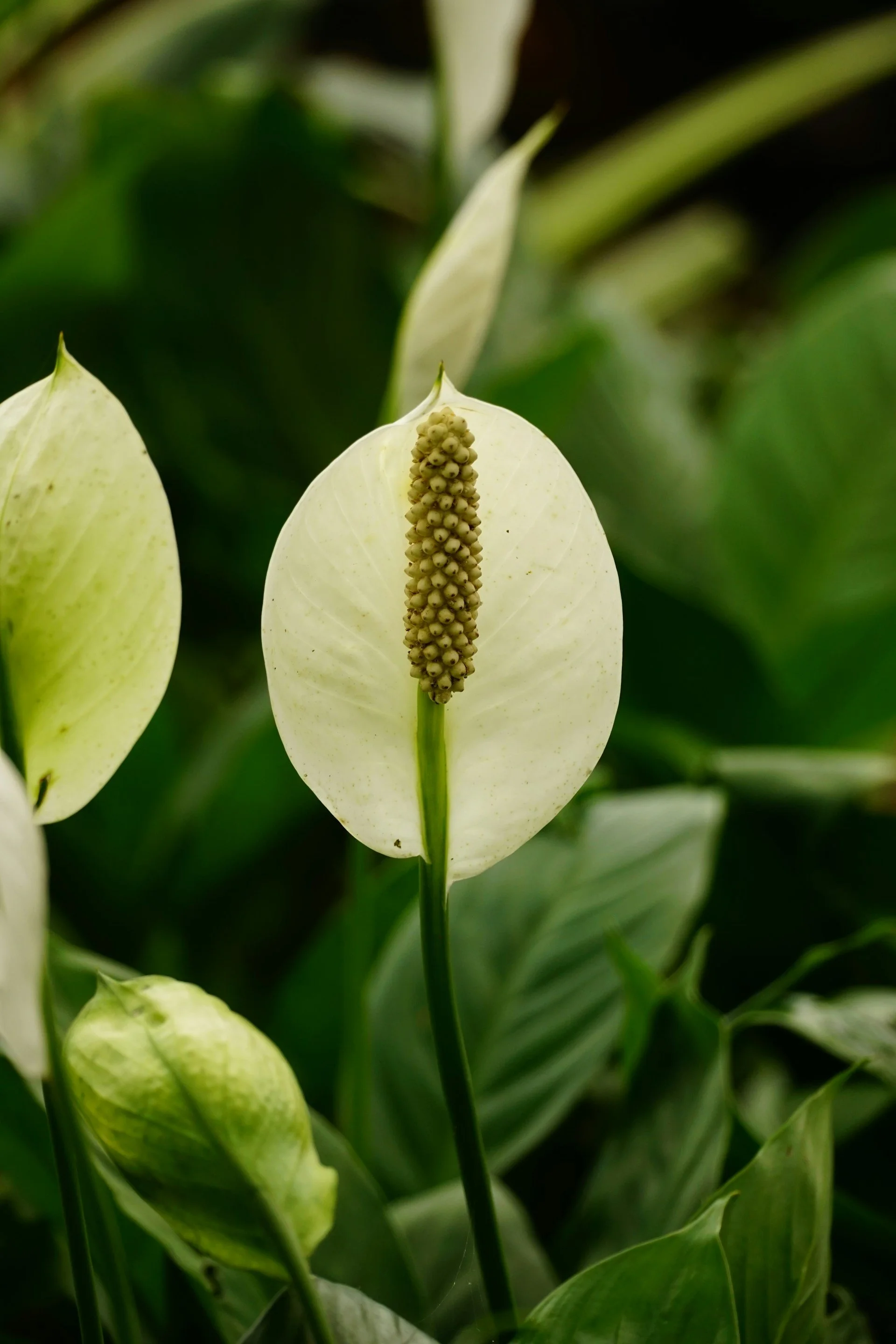 Close-up of white peace lily flower with yellow spadix surrounded by green leaves.