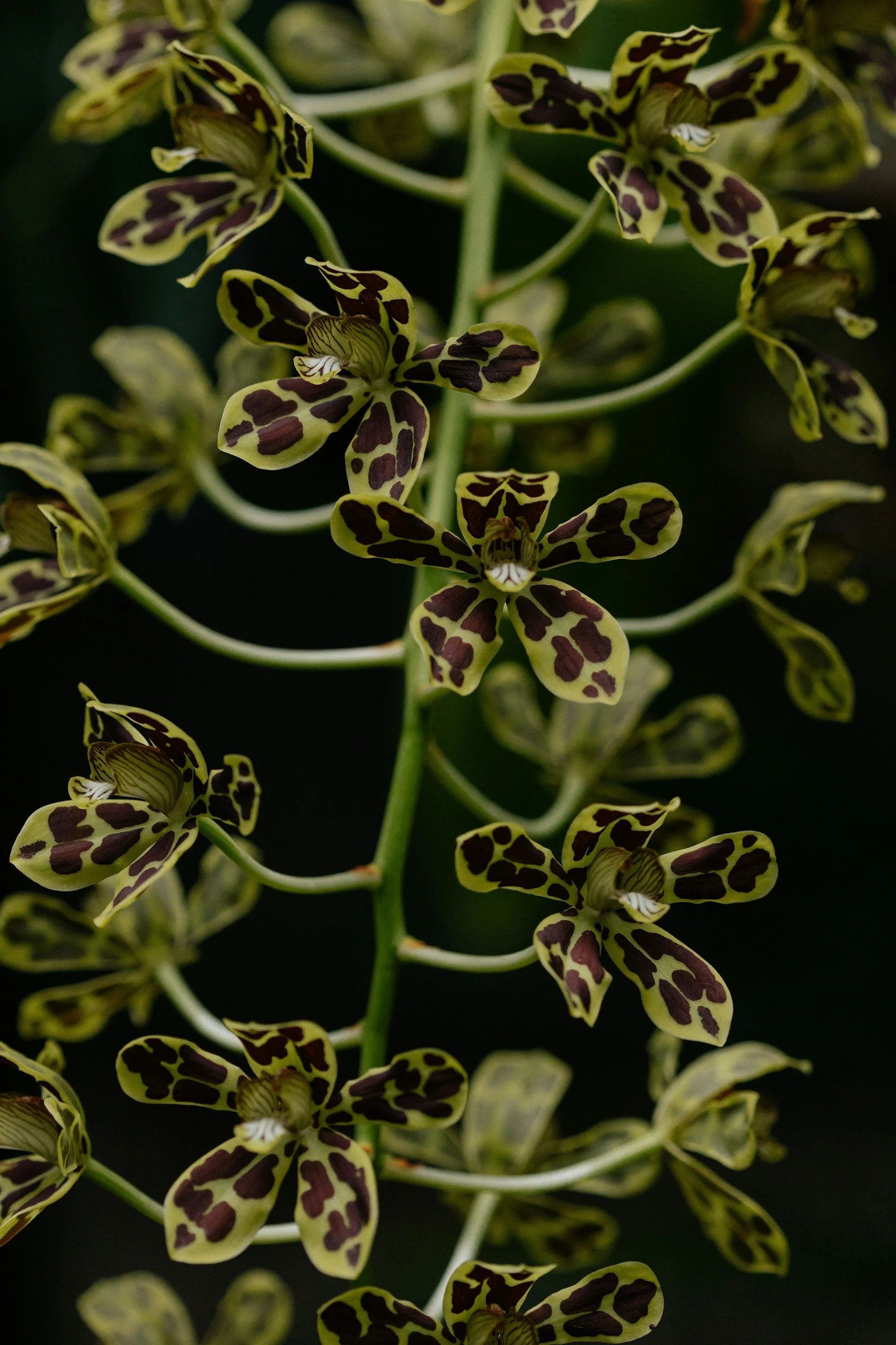 Close-up of yellow orchid flowers with dark purple spots on the petals, set against a dark background.