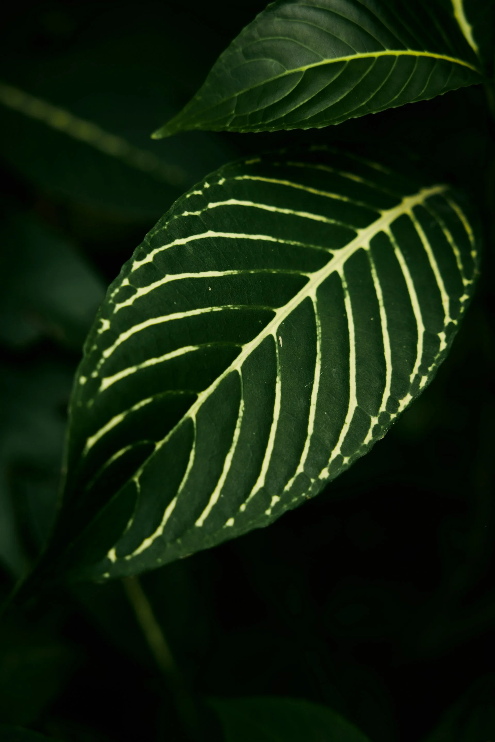 Close-up of green leaves with pale yellow veins.