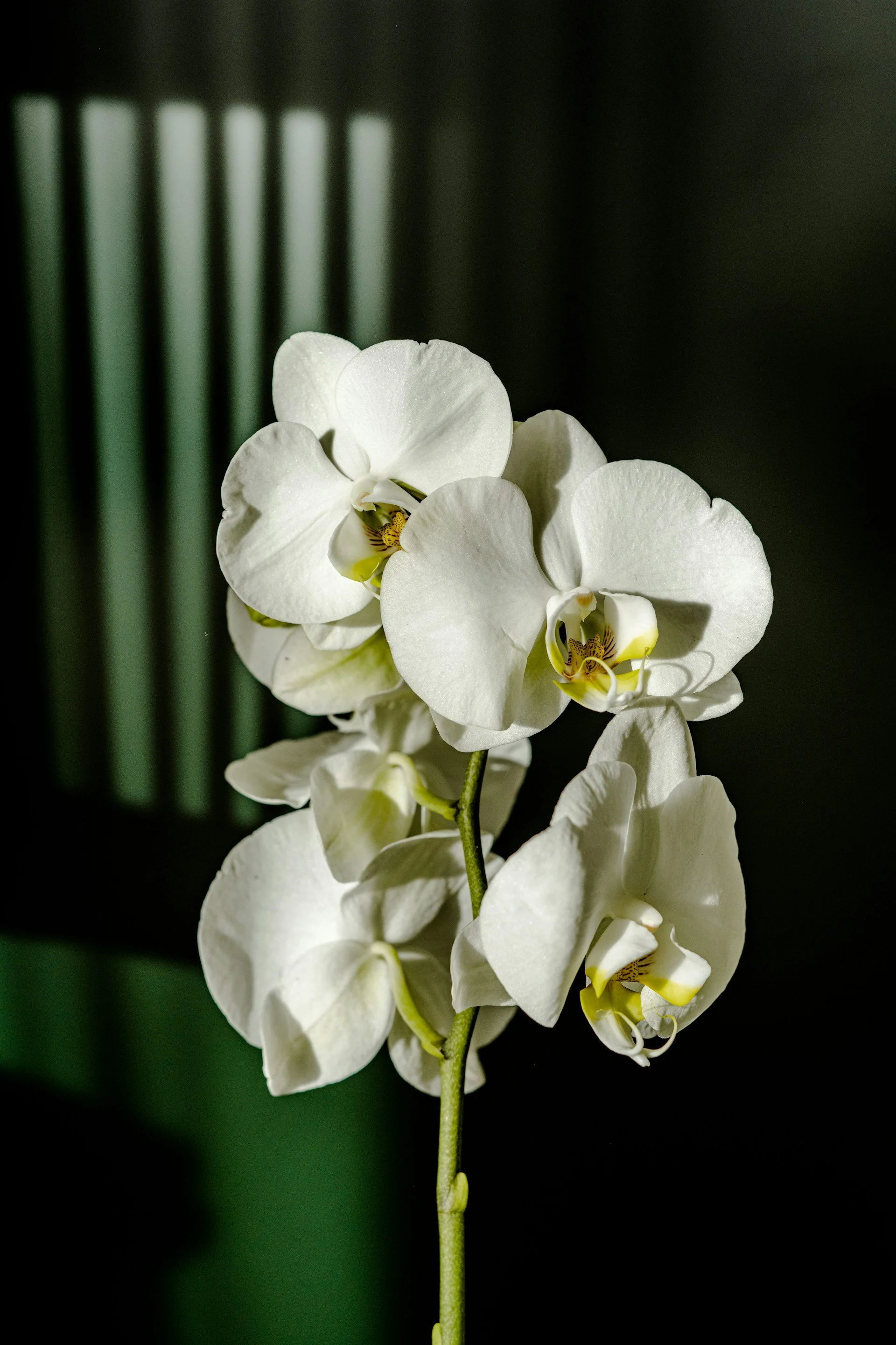 Close-up of a white orchid flower with multiple blossoms on a green stem against a dark background.