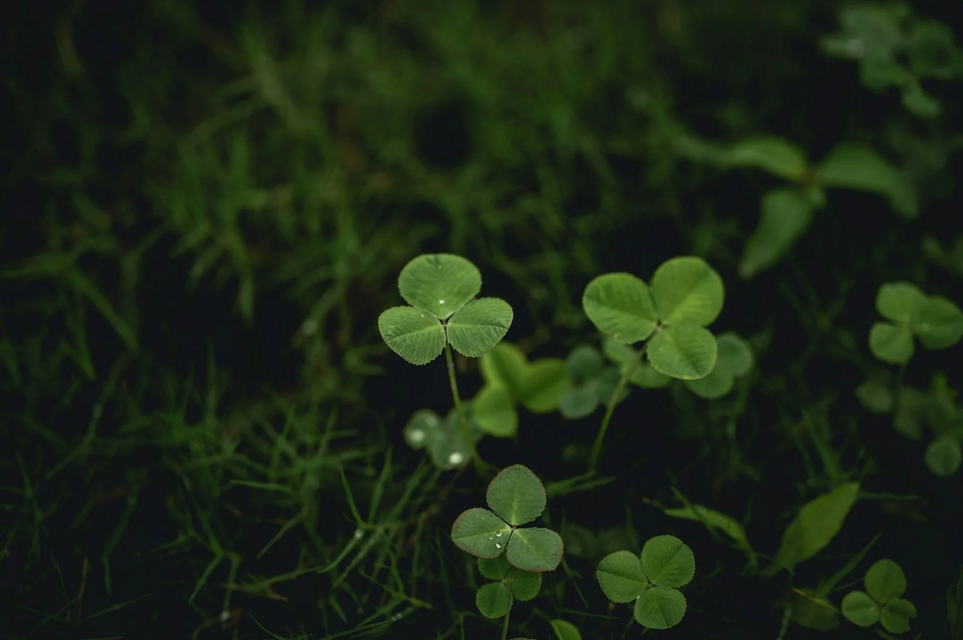 Close-up of green four-leaf clovers and grass.
