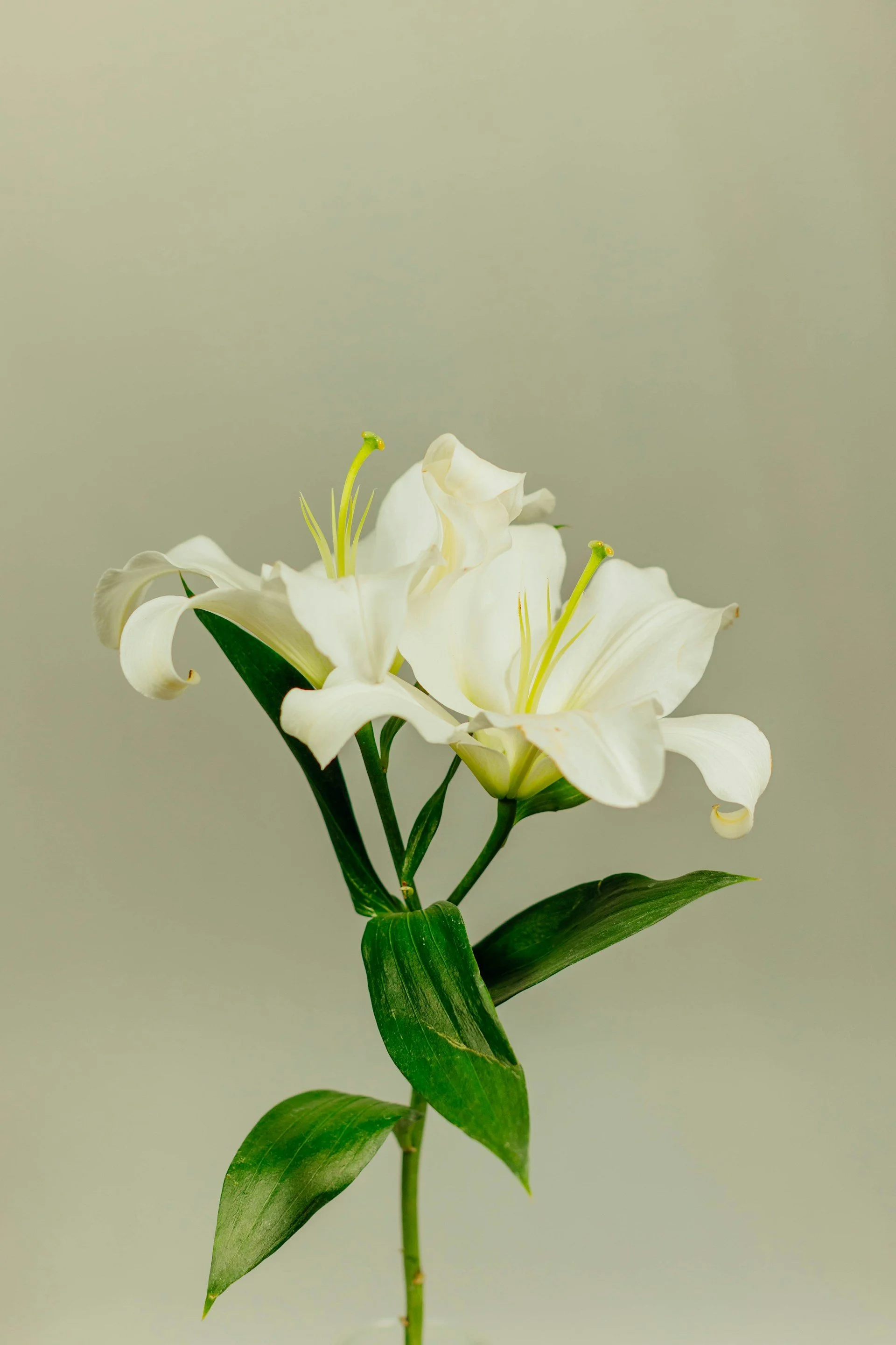 A white lily flower with green leaves and a pale background.