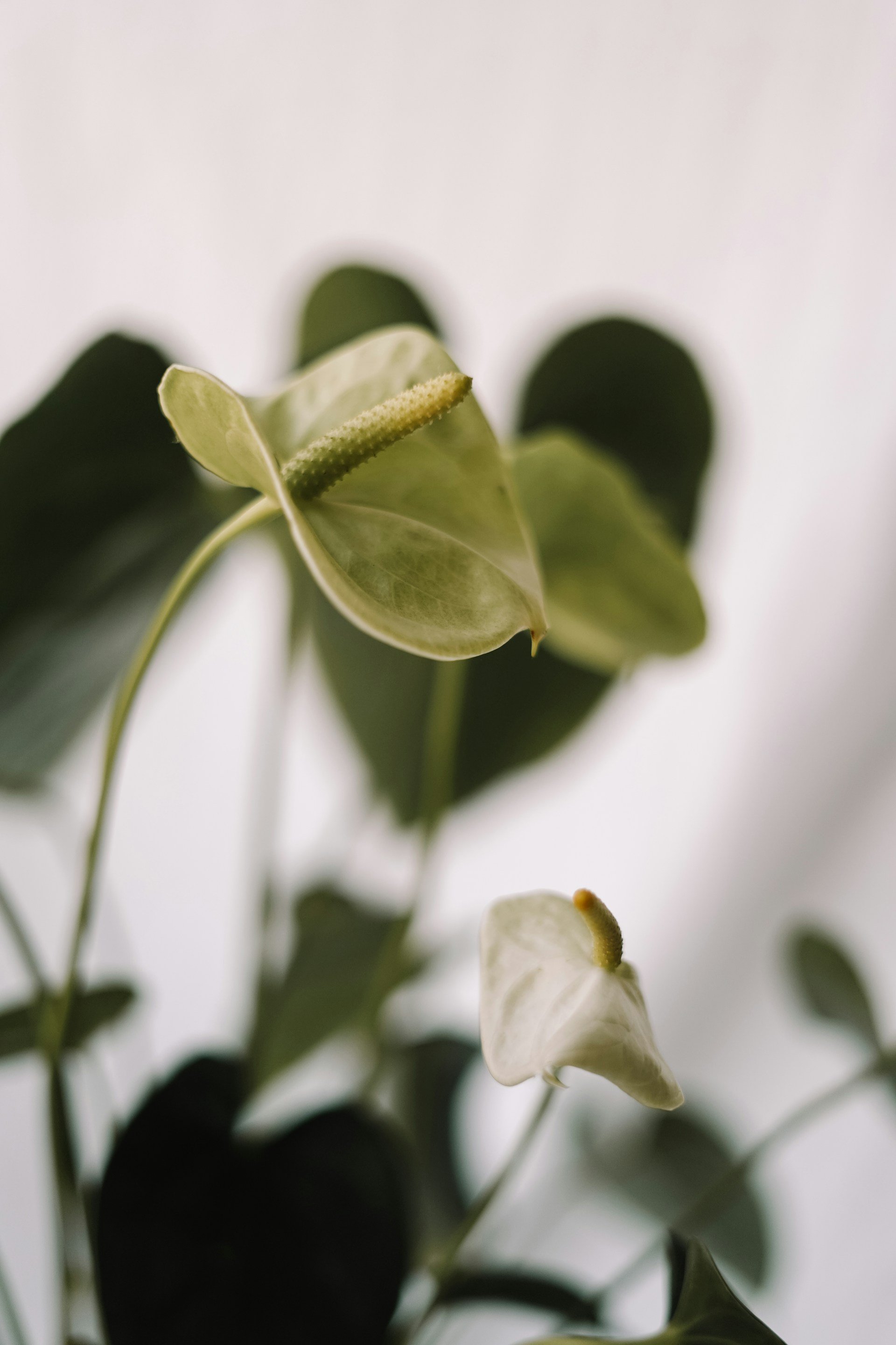 Close-up of white flowers and dark green leaves with soft focus background.