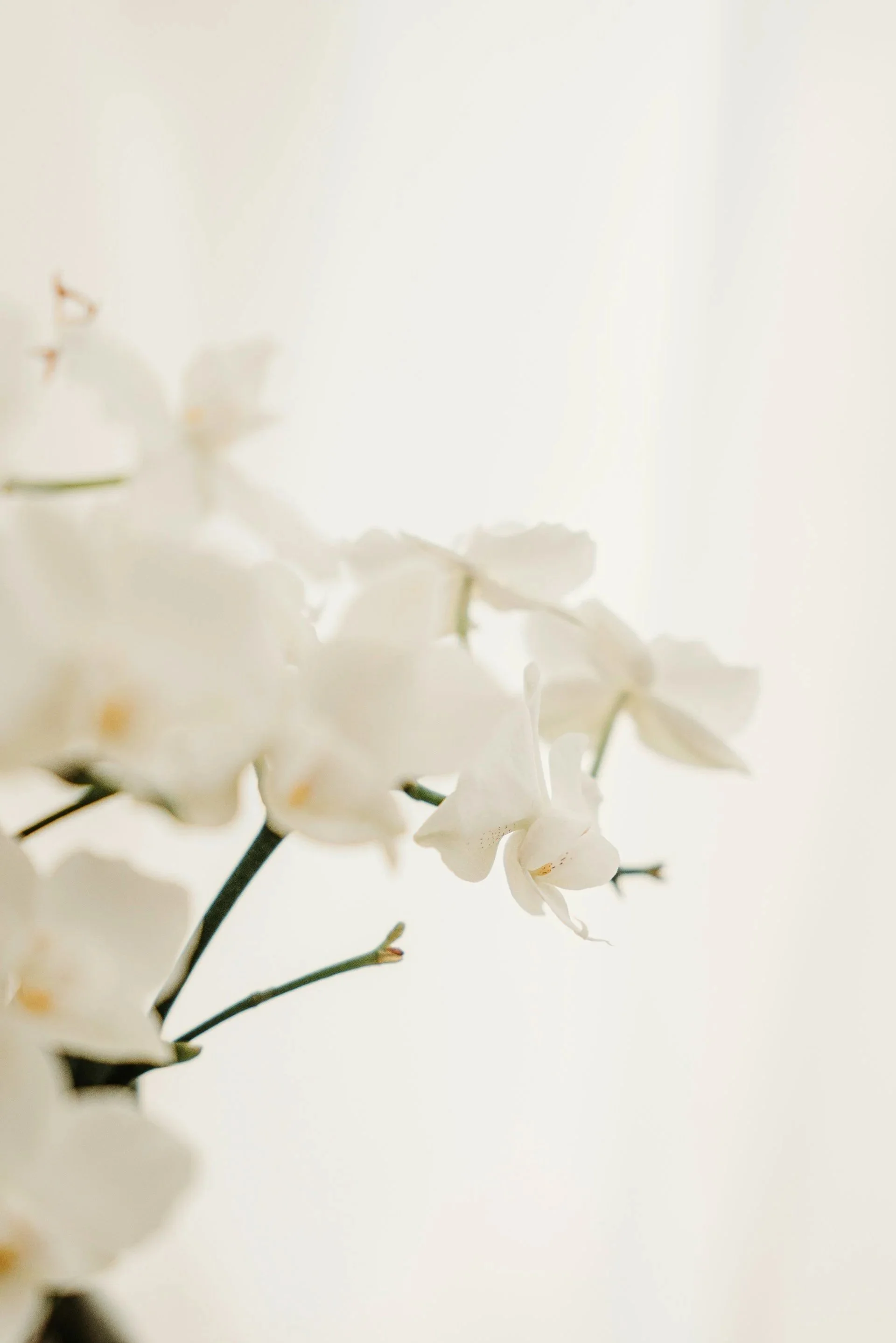 Close-up of white orchid flowers against a soft, blurred background.