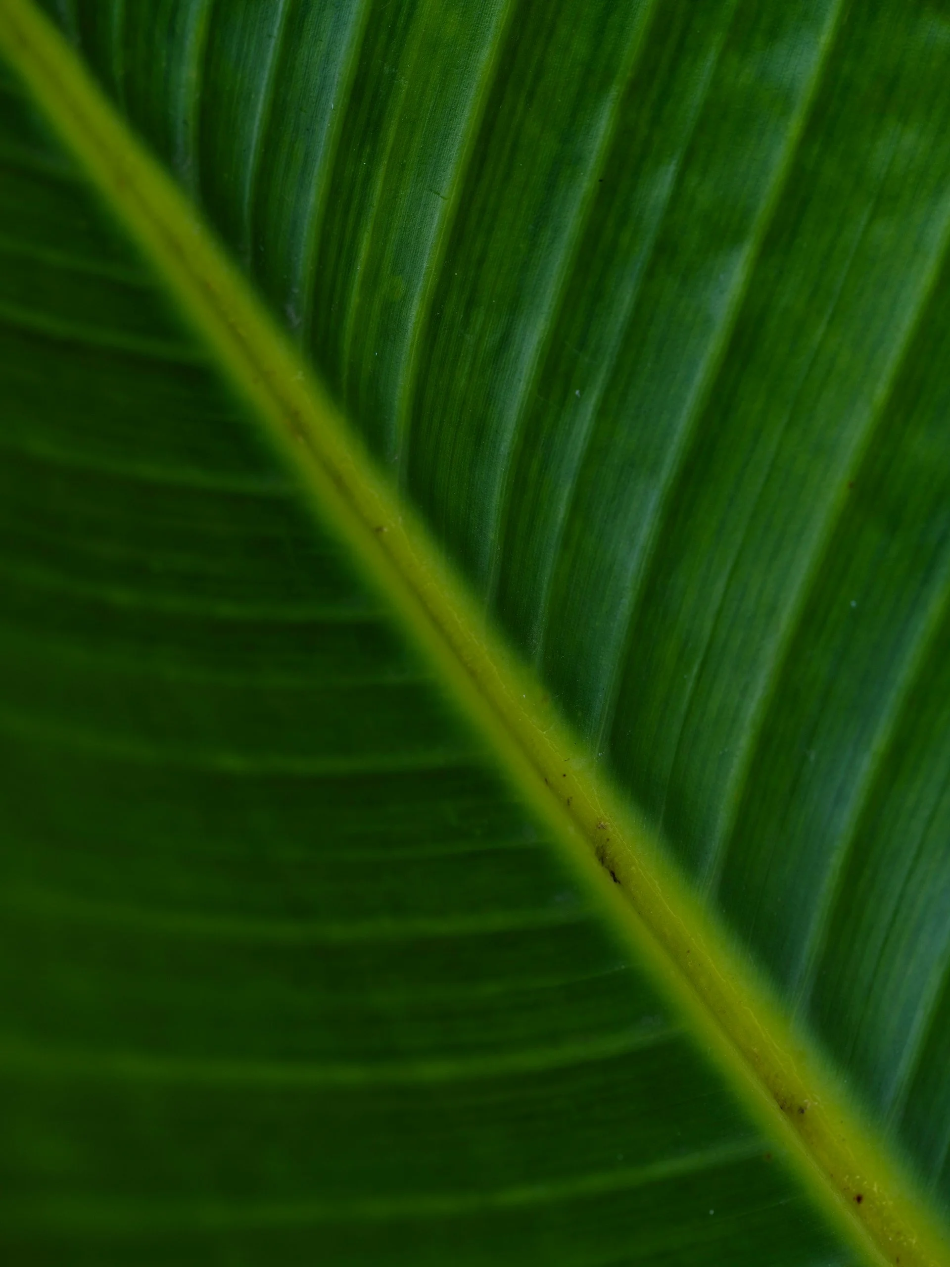 Close-up of a large green leaf with prominent veins and a textured surface.