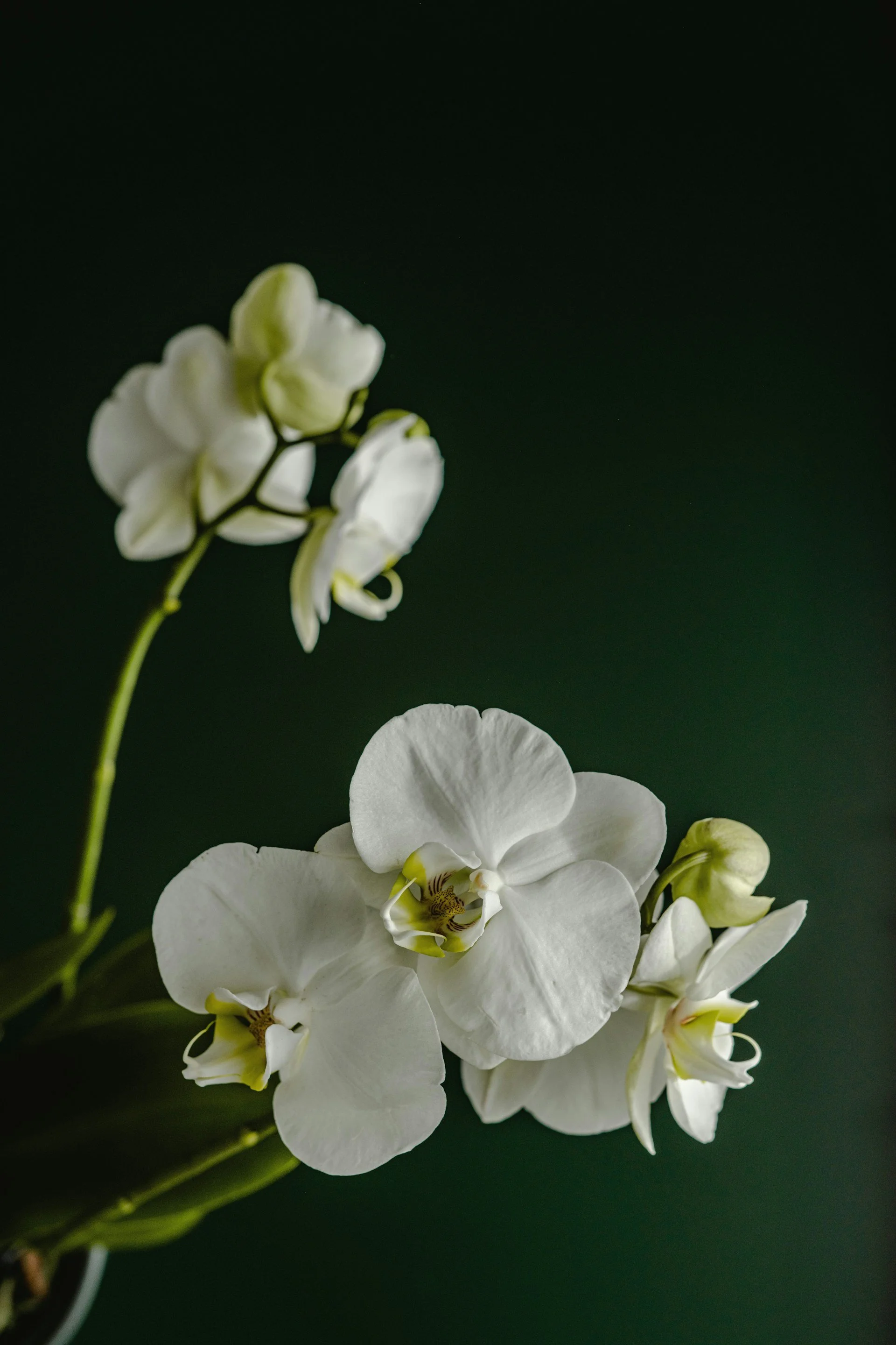 Close-up of white orchids with a dark green background.