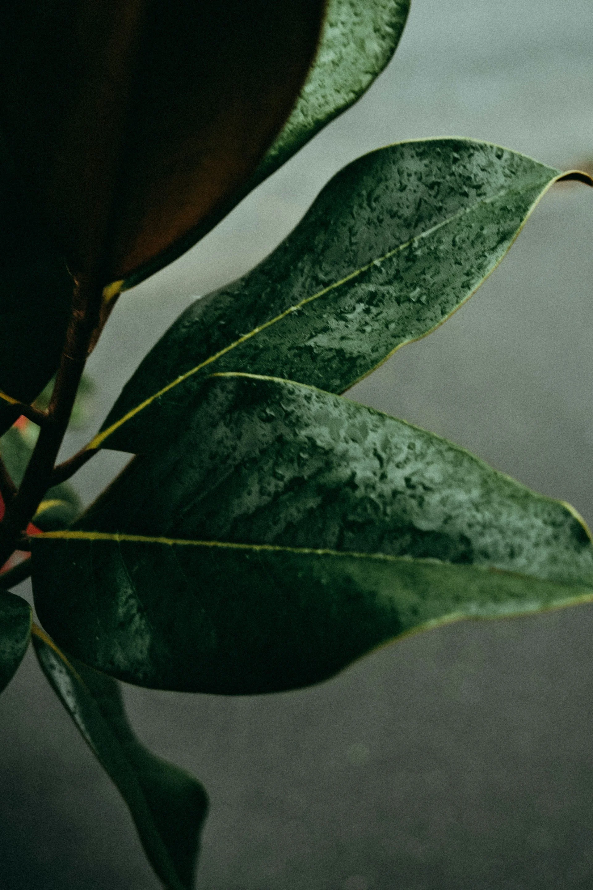 Close-up of green plant leaves with a dark background.