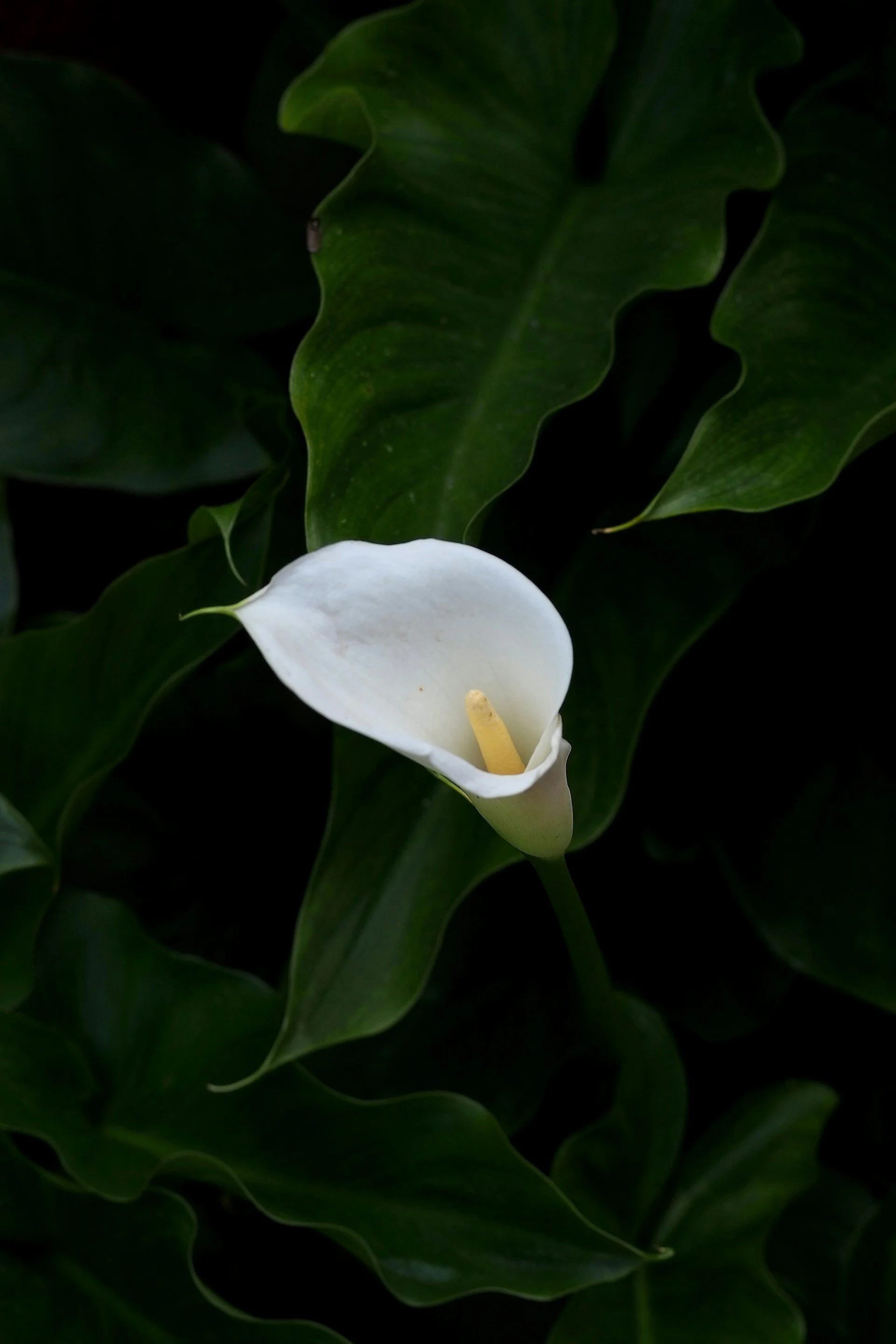 A white calla lily flower with dark green leaves in the background.