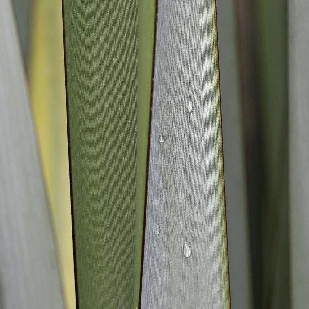 Green Curtains: Agave vi | Anna Booth