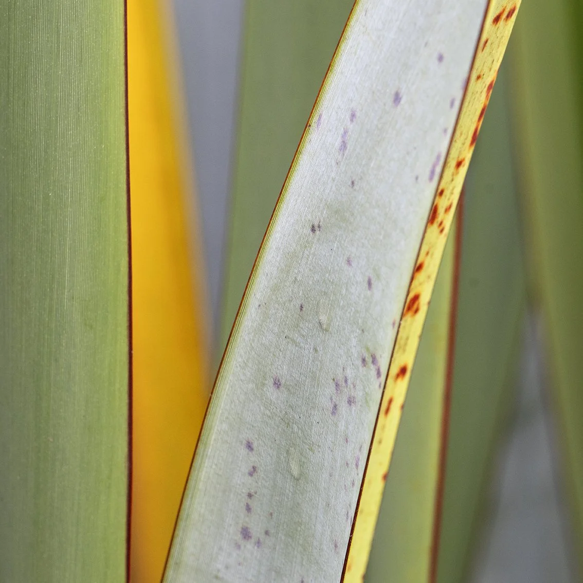 Green Curtains:Agave iii | Anna Booth