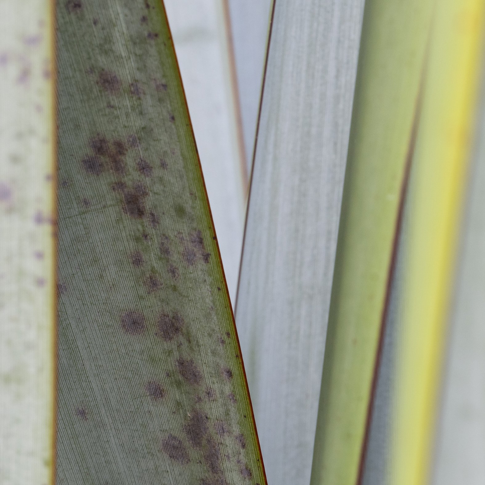 Green Curtains: Agave iv | Anna Booth