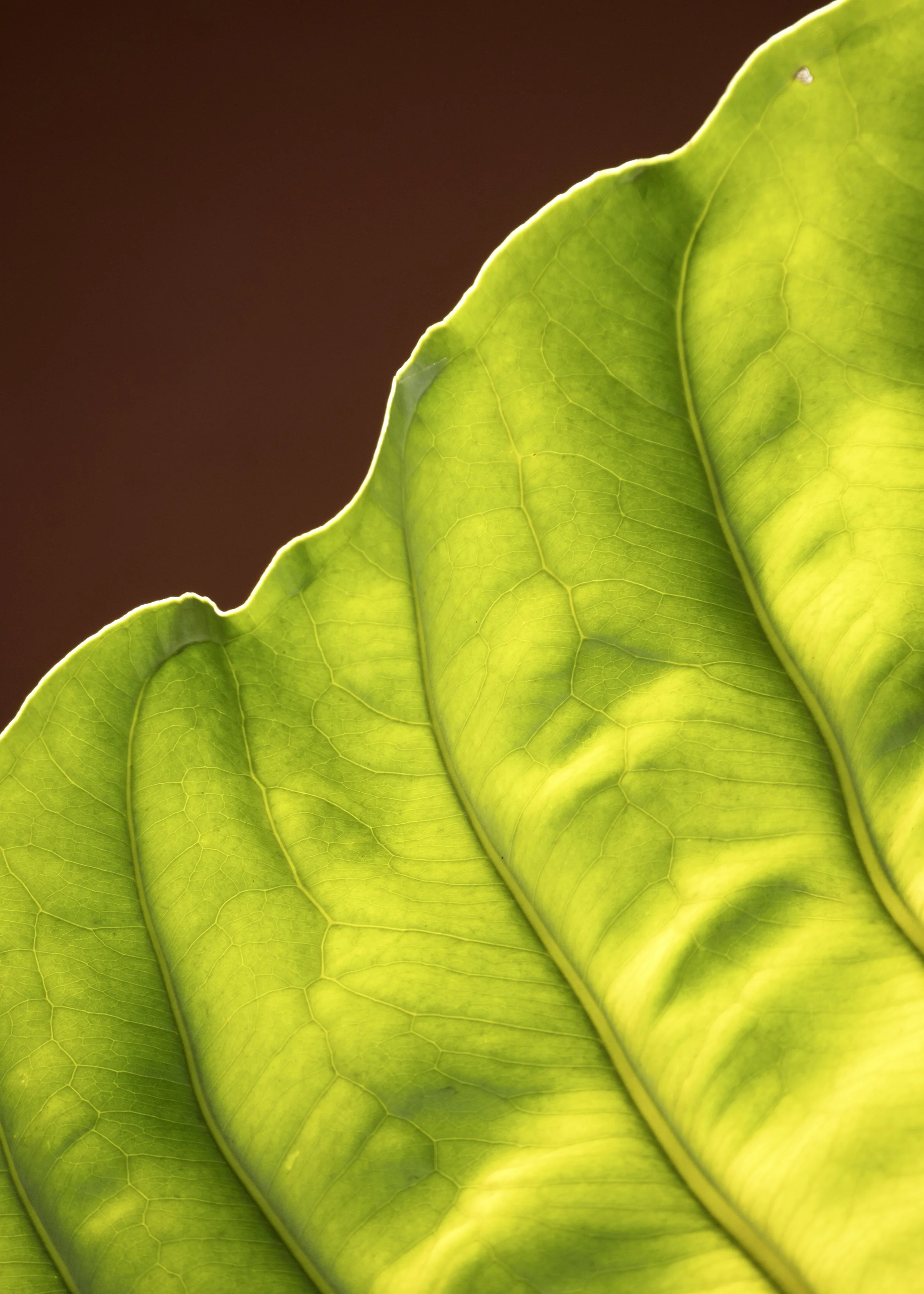 Burgundy and Leaf | Anna Booth