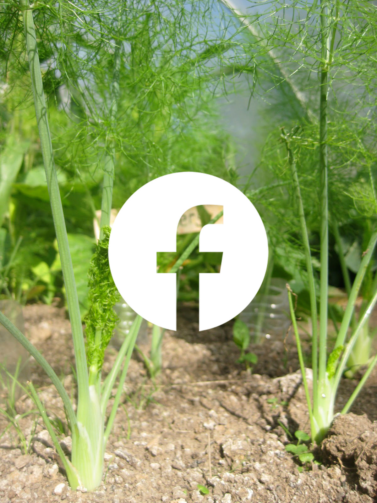 A background of fennel plants with a Facebook logo to take you to Community Garden Support's Facebook page