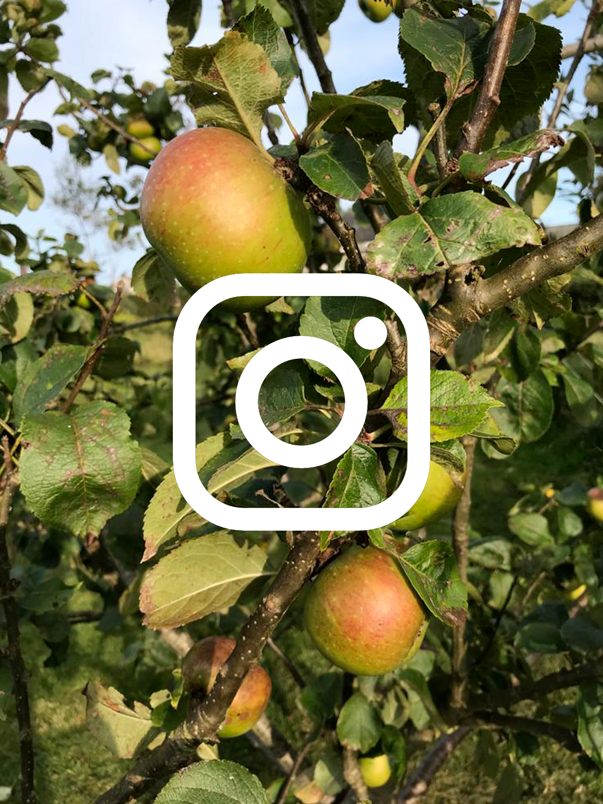 A background of an apple tree with an Instagram logo to take you to Community Garden Support's Instagram page