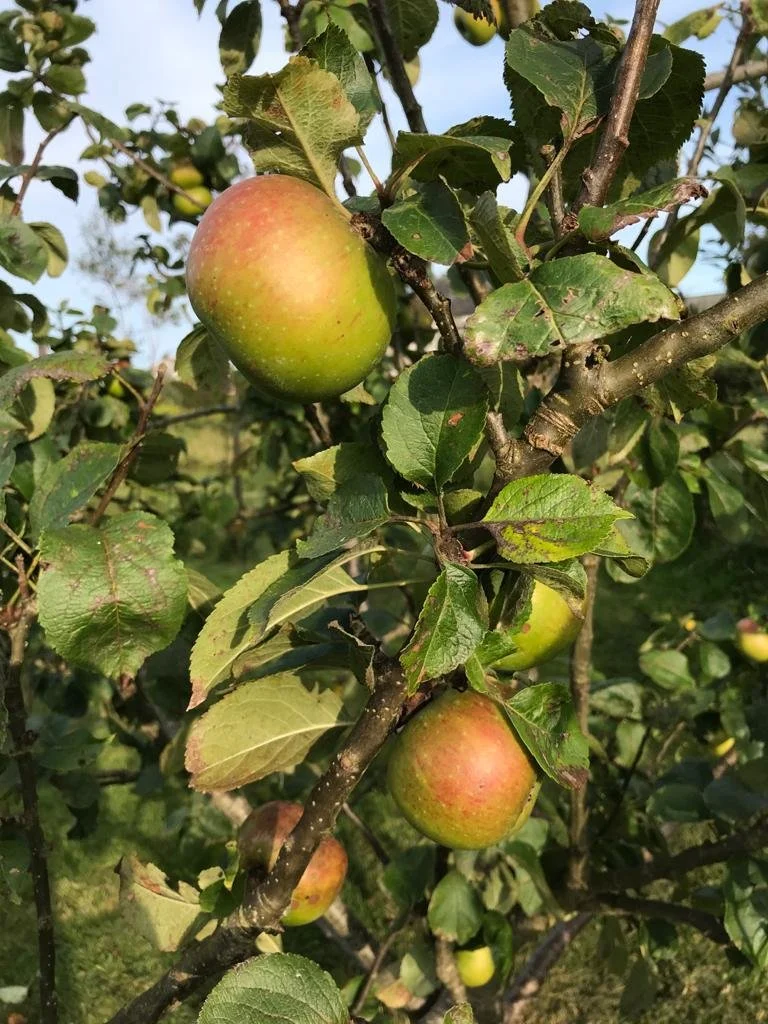 A close up photo of an apple tree