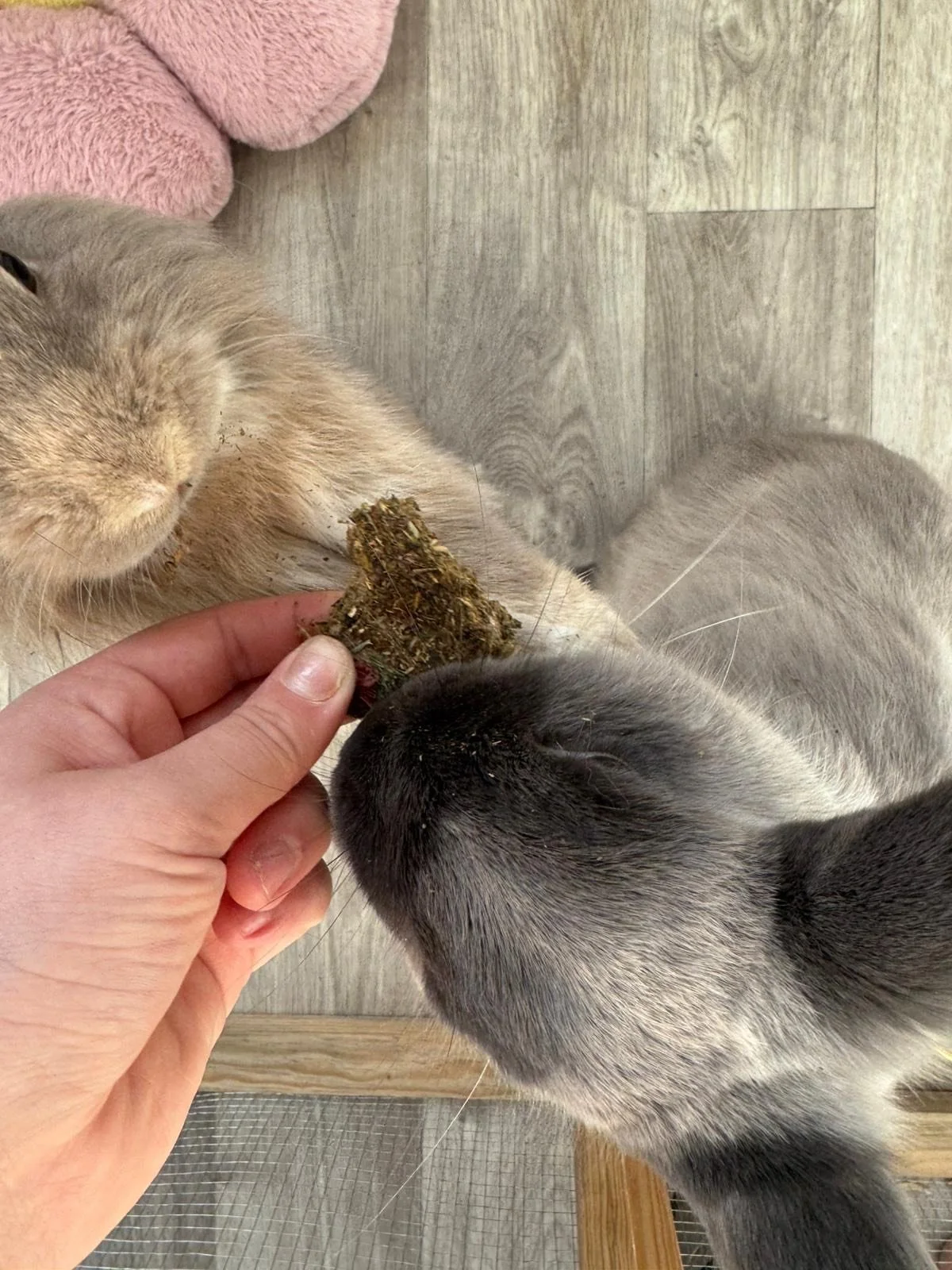 Deux lapins gris et beige mangent un morceau d'herbe ou de matière végétale tenu par une main humaine, sur un sol en bois.