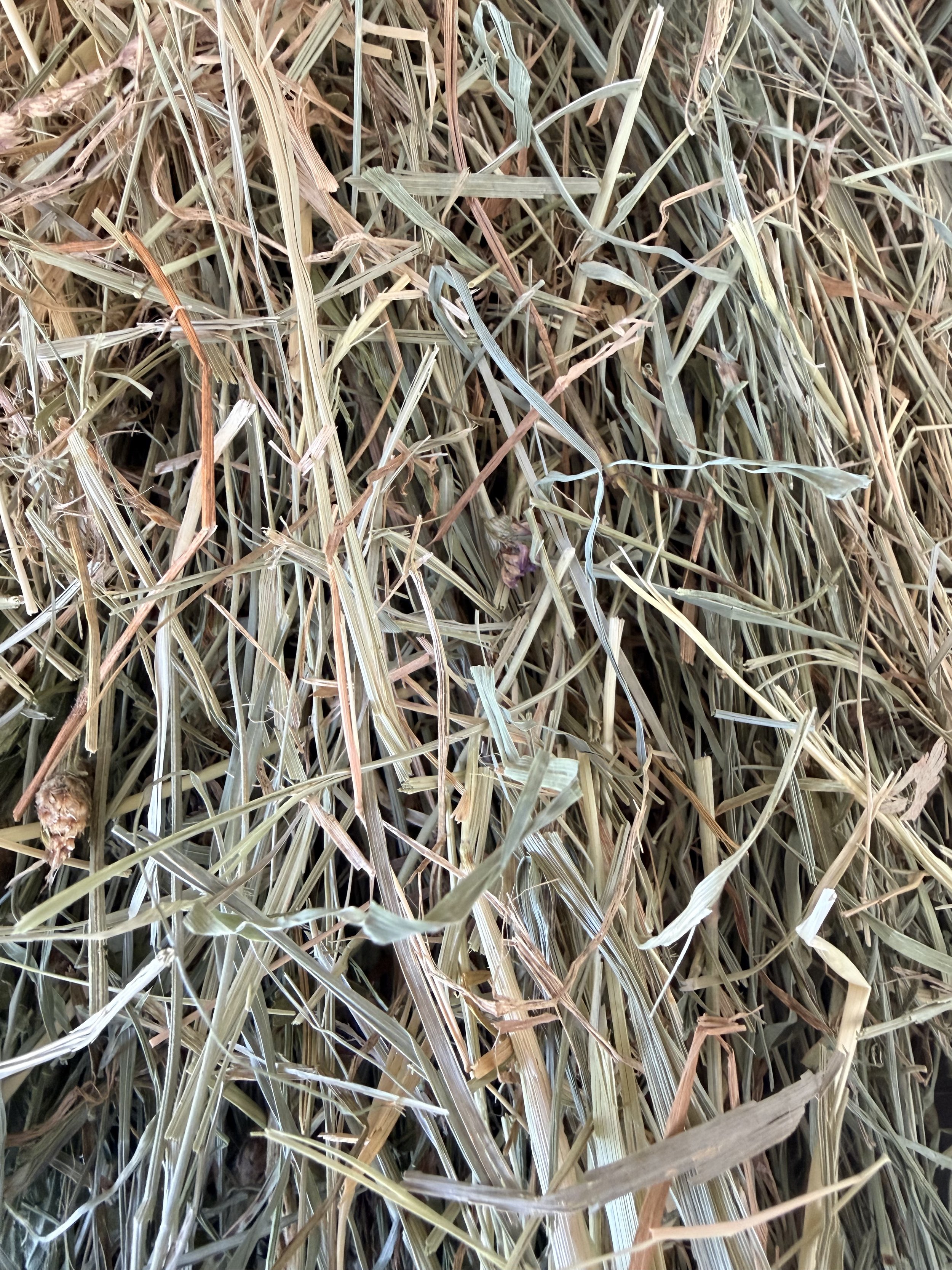 IMG_1780.jpeg