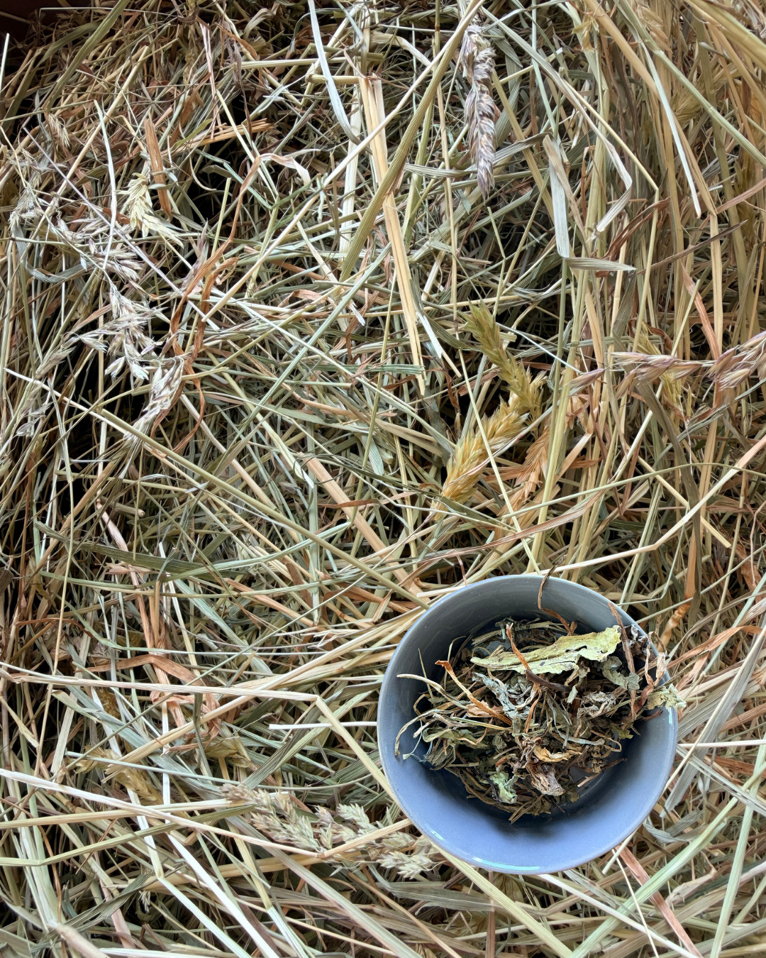 Foin aux feuilles de pissenlit