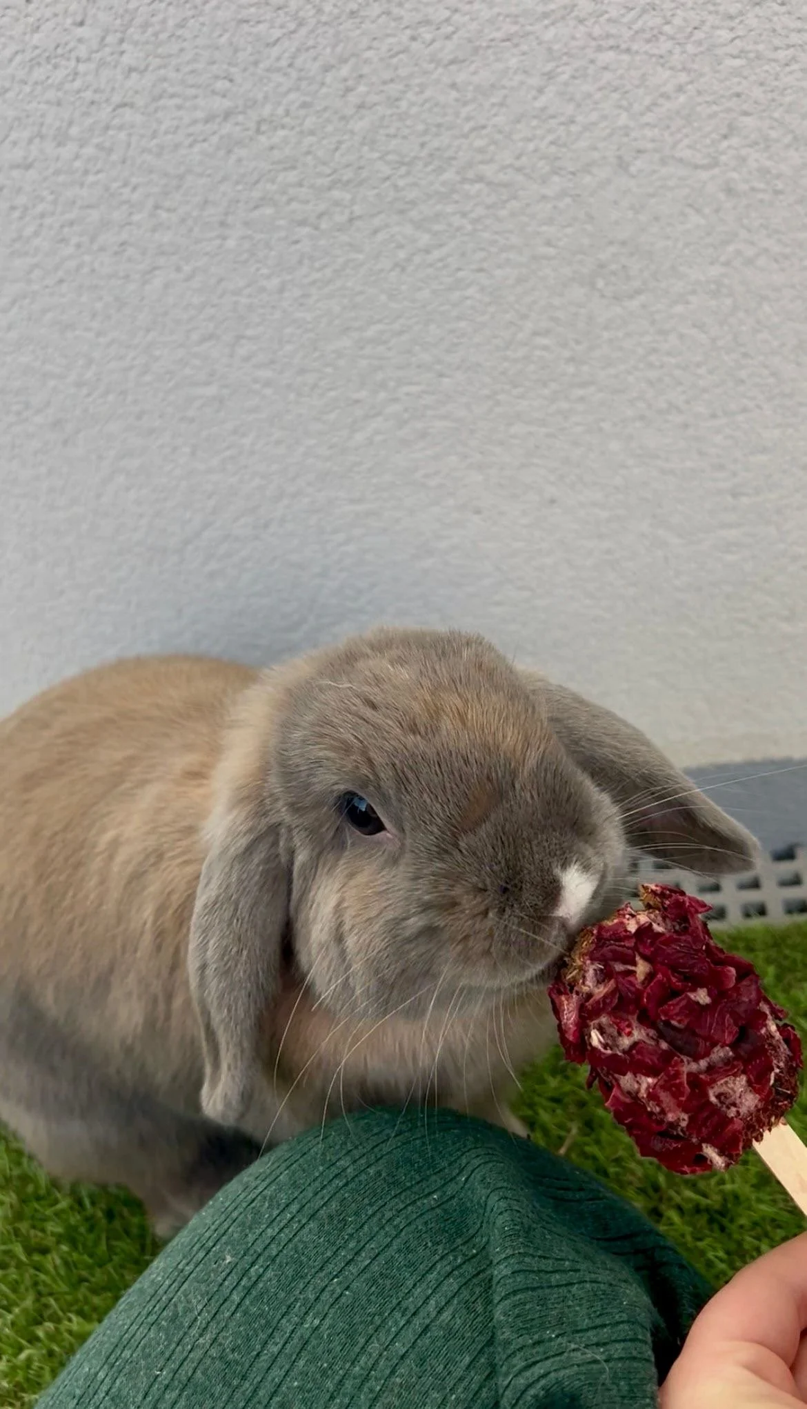 Un lapin gris mange une friandise rouge sur une grama verte.