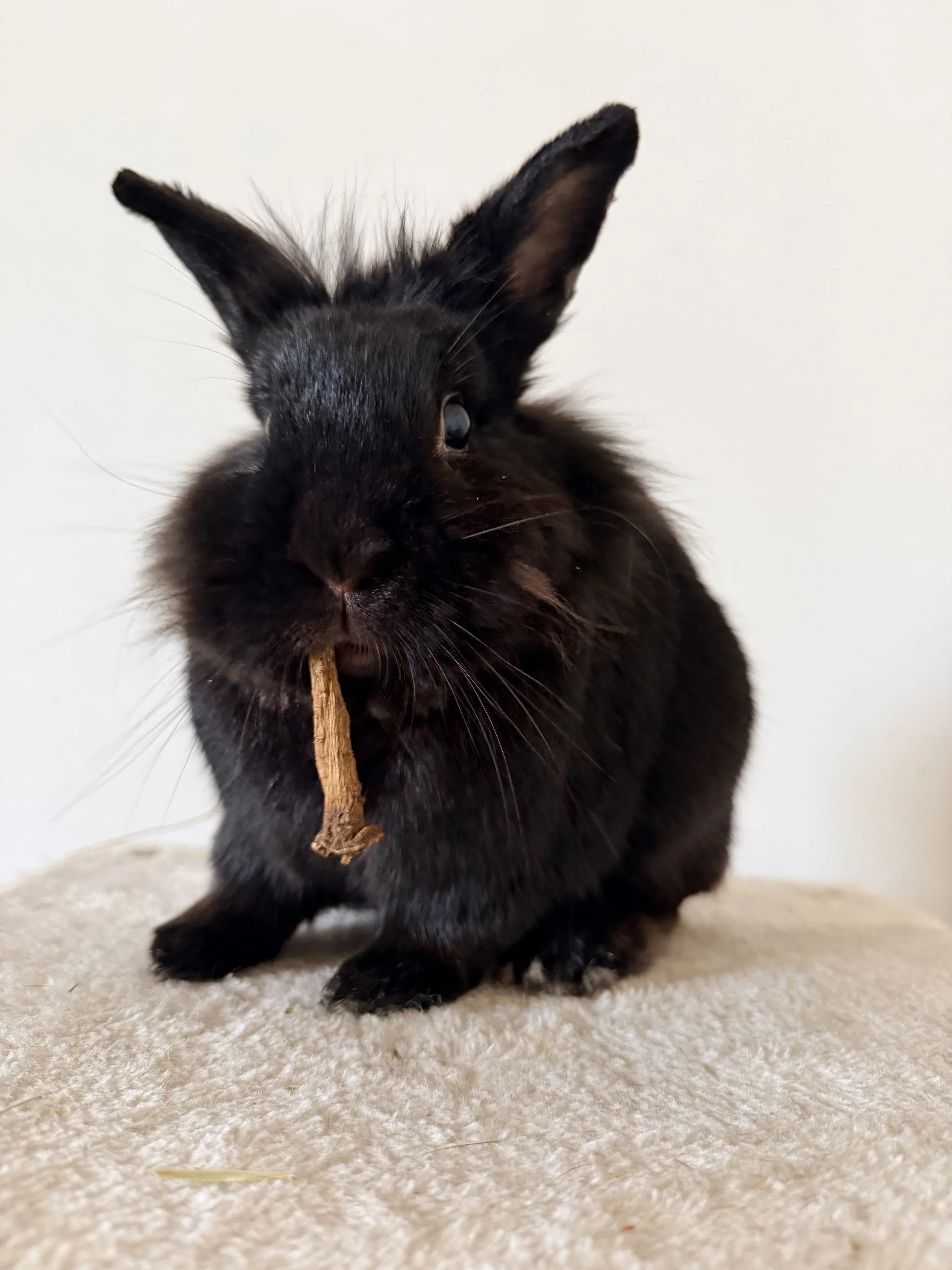Lapin noir avec une racine de pissenlit dans la bouche, assis sur un tapis beige, contre un mur blanc.