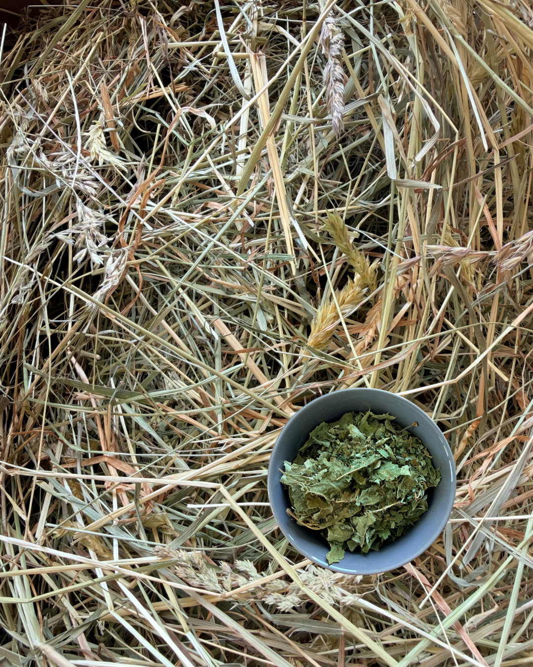 Foin aux feuilles de noisetier