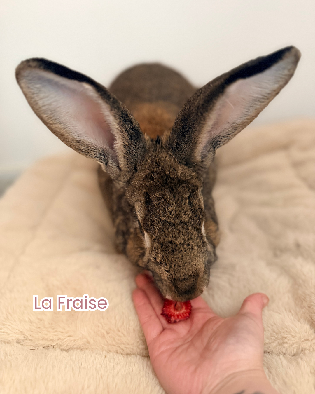 Un lapin mange une fraise donnée par une main humaine, posé sur une surface en peluche beige. Texte en dessous : "La Fraise".