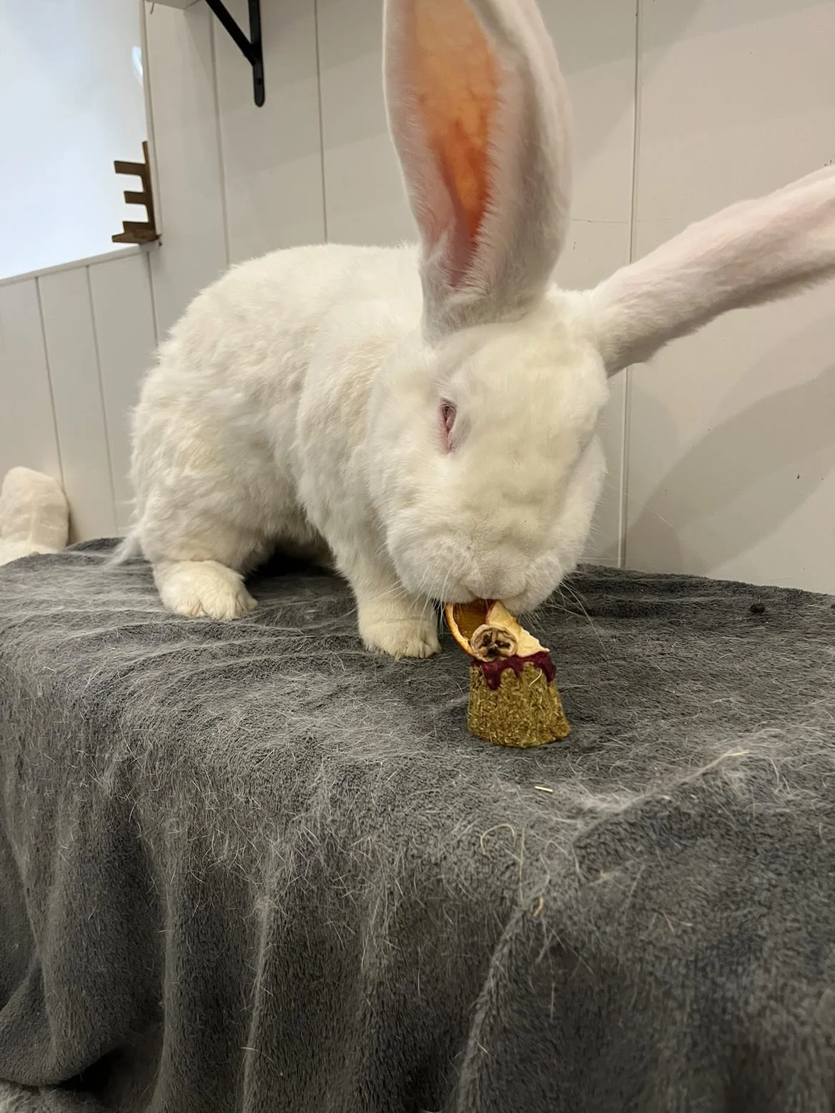 Lapin blanc mangeant une friandise sur une surface sombre.