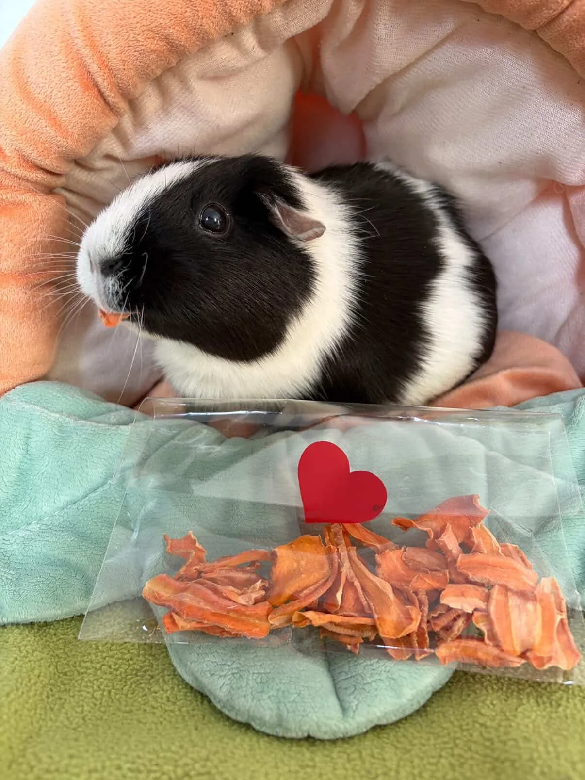 Un lapin noir et blanc qui regarde vers la gauche dans un nid en tissu avec un paquet de chips en plastique décoré d'un cœur rouge devant lui.