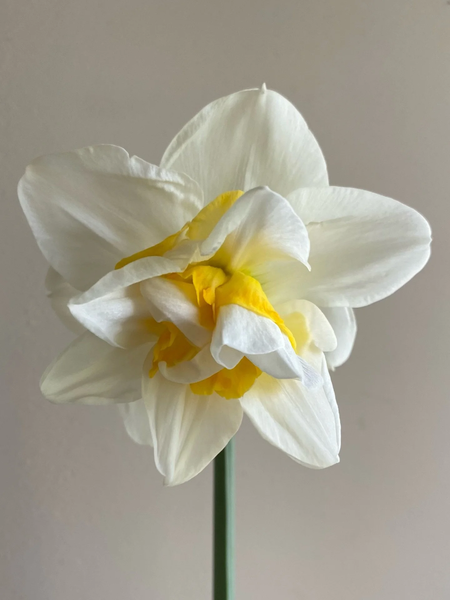 First of March

Daffodils in cream &mdash; always my favourite
Some barely touched with yellow, others warmer at the heart

Perfect for a spring wedding