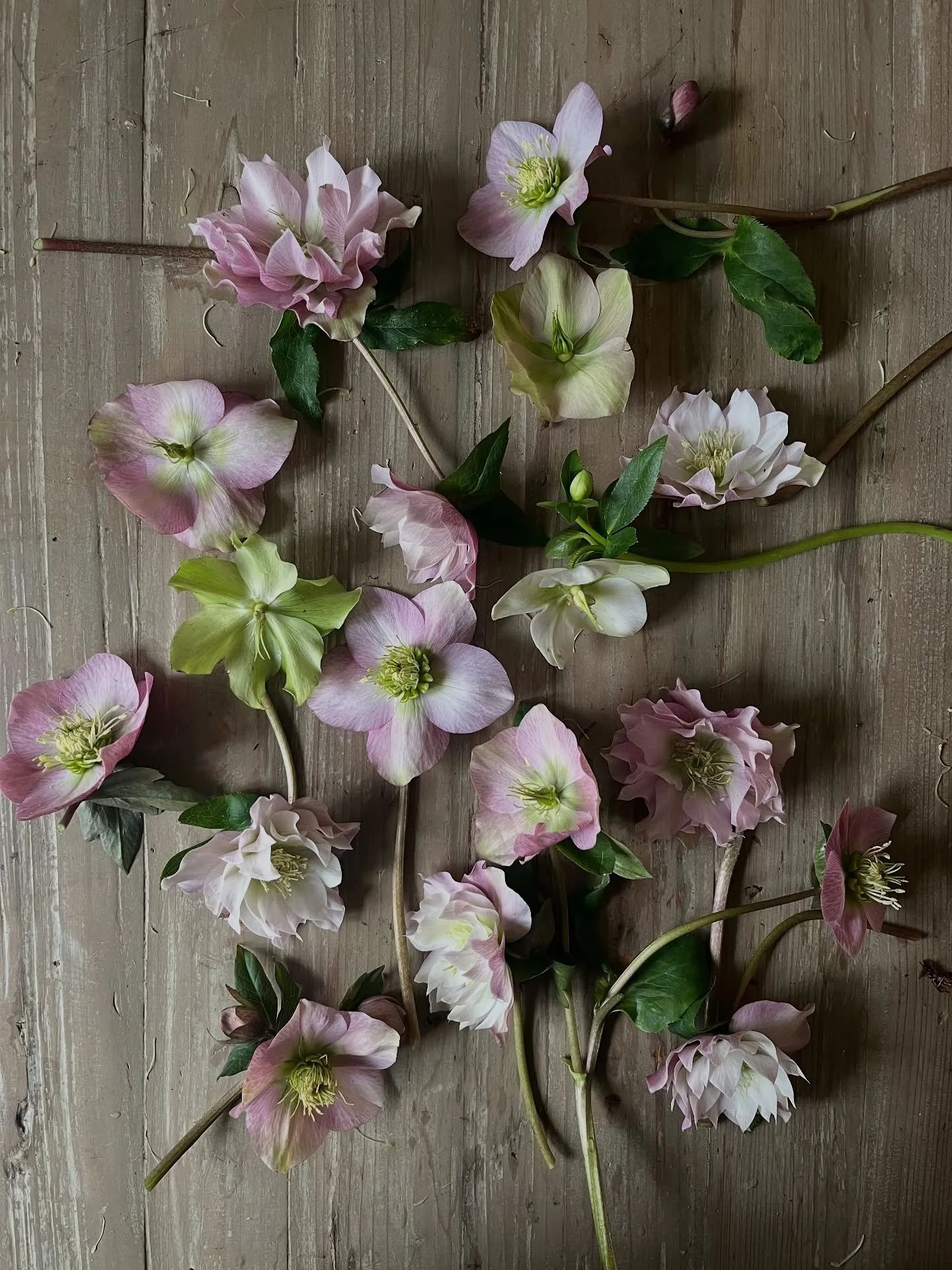 Just hellebores &hellip; 
nothing more needed 
Always the first to steal my heart