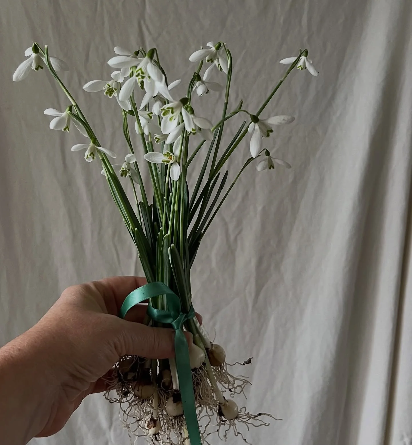 Seasonal moments

Snowdrops - the first quiet signs.
Hope and new beginnings , held gently in my hand.
